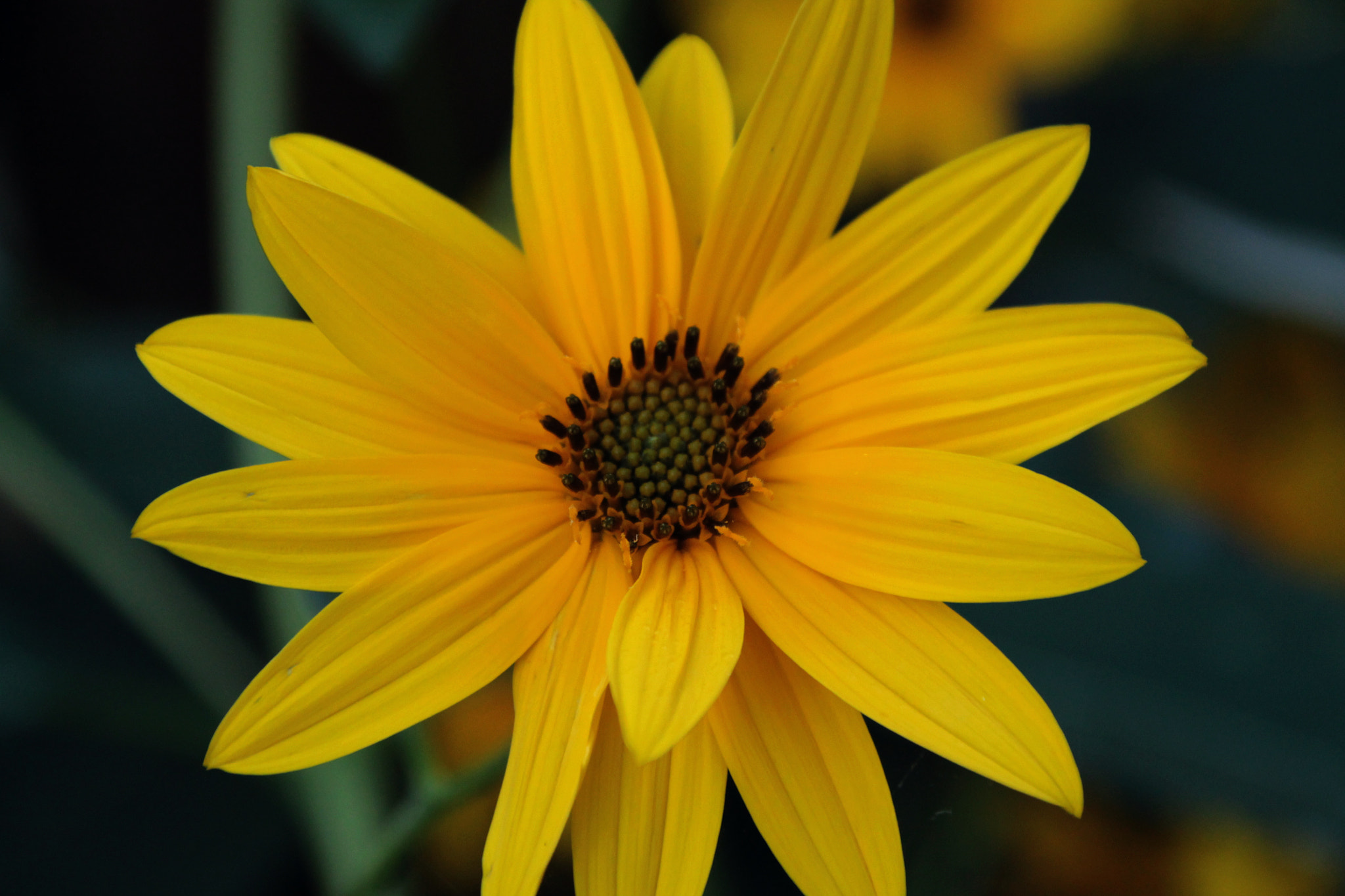 Canon EOS 1100D (EOS Rebel T3 / EOS Kiss X50) + Canon TS-E 90mm F2.8 Tilt-Shift sample photo. I'm yellow but what's my name photography