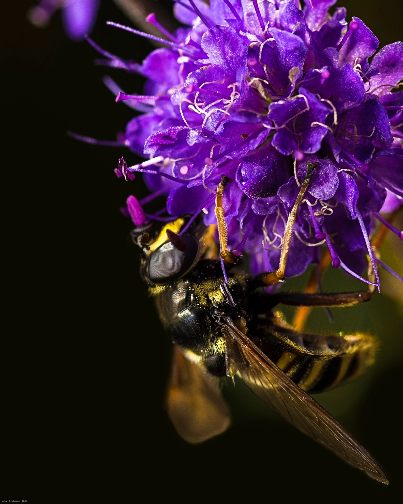 Nikon D810 sample photo. Beatuful bee photography