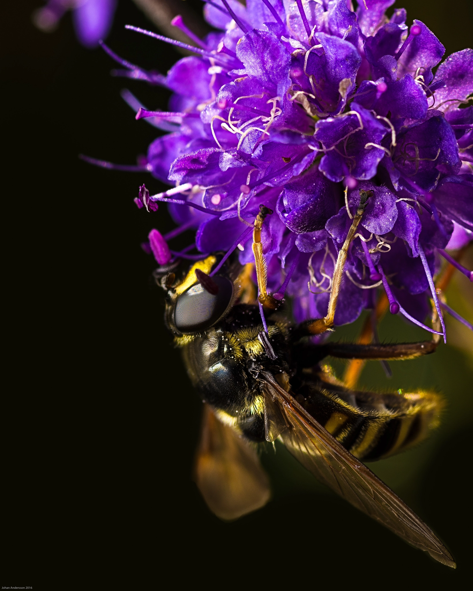 Nikon D810 + Tokina AT-X Pro 100mm F2.8 Macro sample photo. Beatuful bee photography