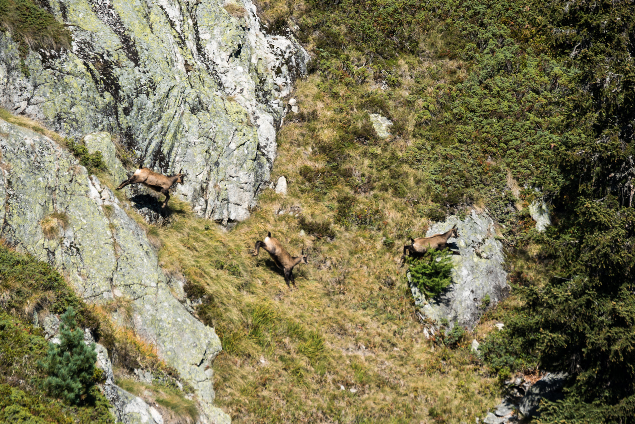 Sony 70-400mm F4-5.6 G SSM II sample photo. Souvenir from cabane d'orny photography