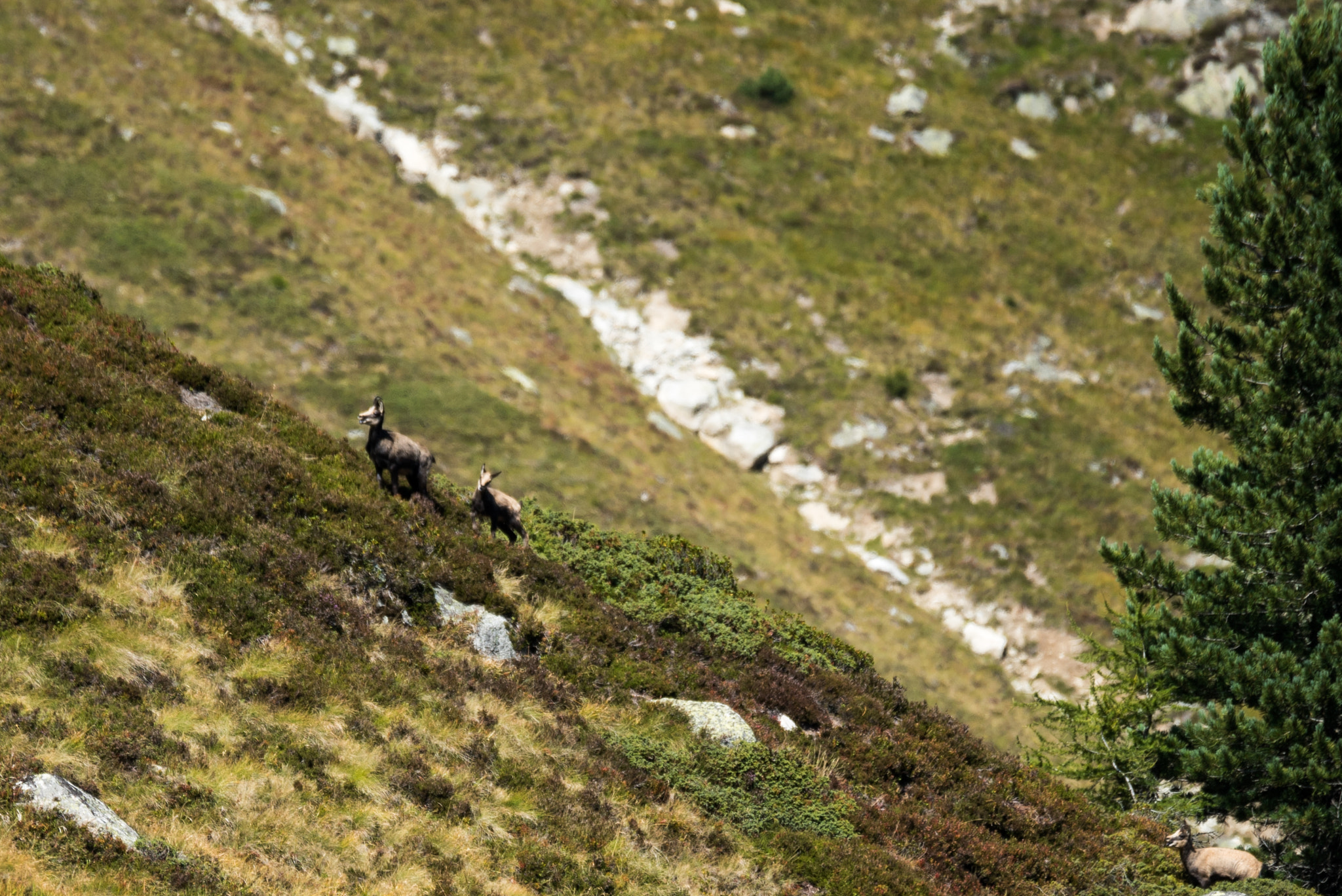 Sony 70-400mm F4-5.6 G SSM II sample photo. Souvenir from cabane d'orny photography