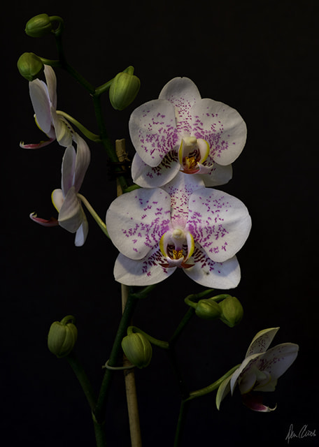 Nikon D800 + Tokina AT-X Pro 100mm F2.8 Macro sample photo. Orchidhdr photography