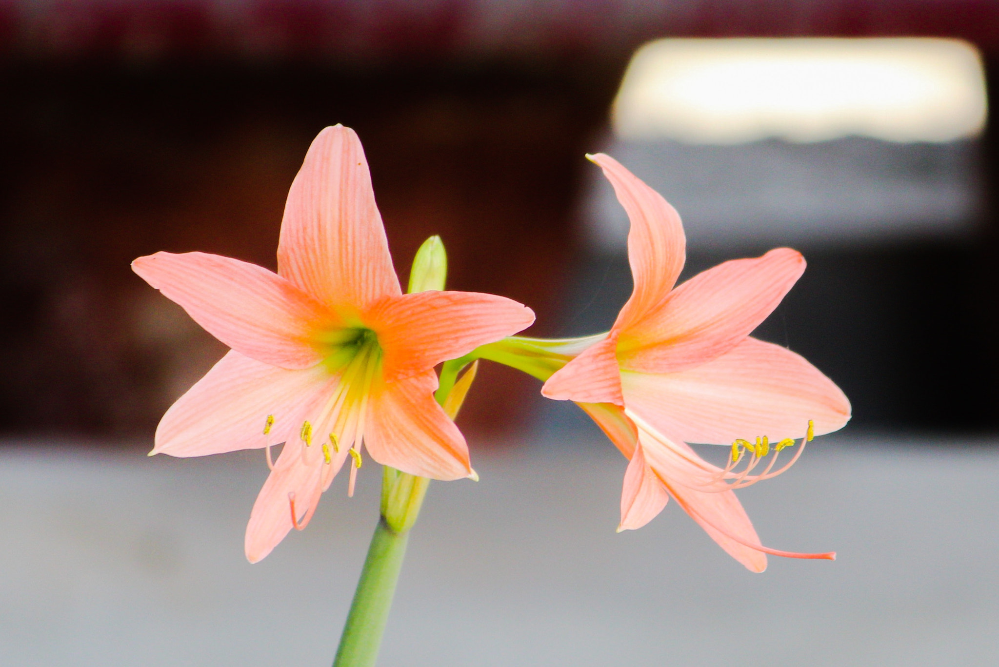Canon EF-S 55-250mm F4-5.6 IS II sample photo. Beautiful nature photography