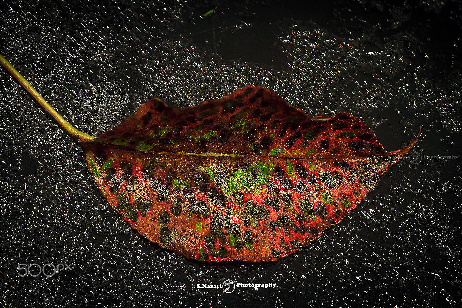 Canon EOS 7D sample photo. The  leaf photography