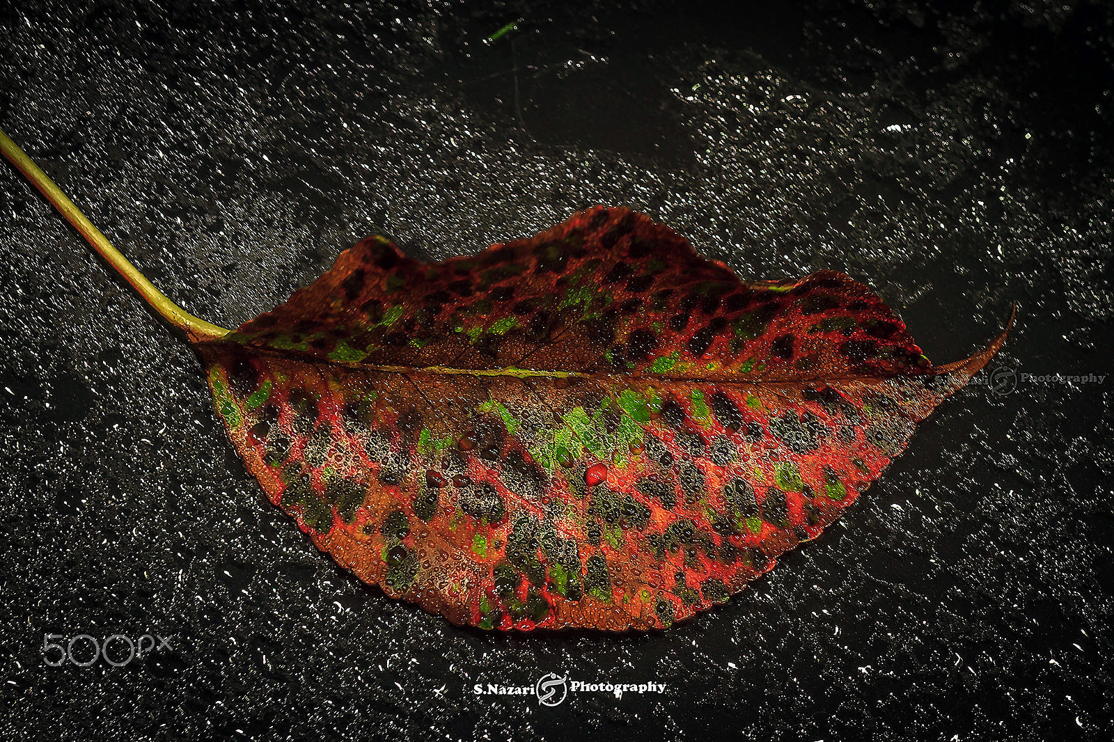 Canon EOS 7D + Canon EF 100mm F2.8L Macro IS USM sample photo. The  leaf photography