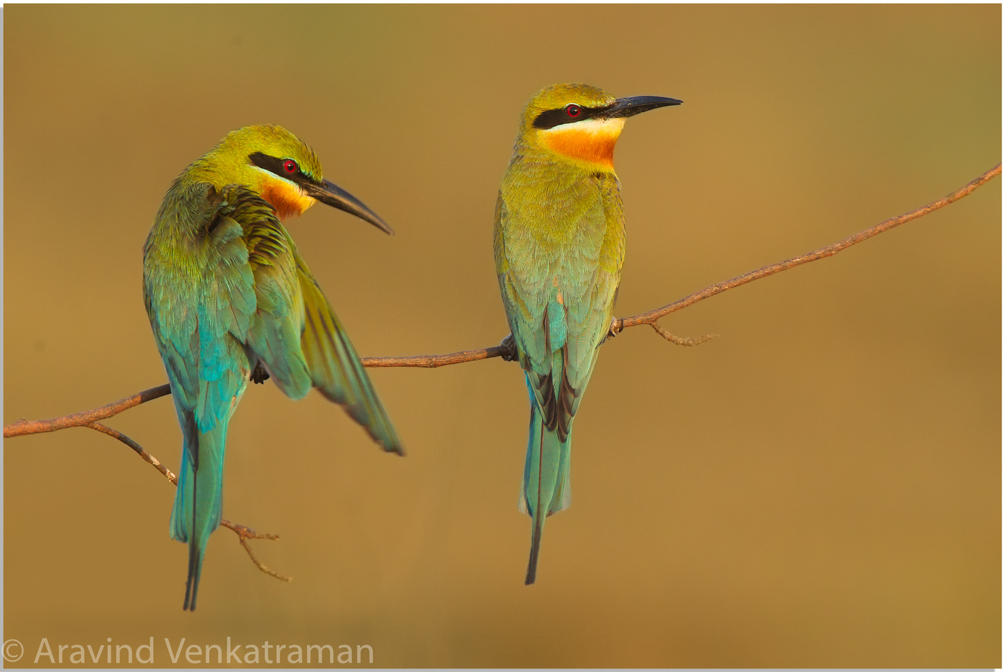 Canon EF 500mm F4L IS USM sample photo. Blue tailed bee eater photography
