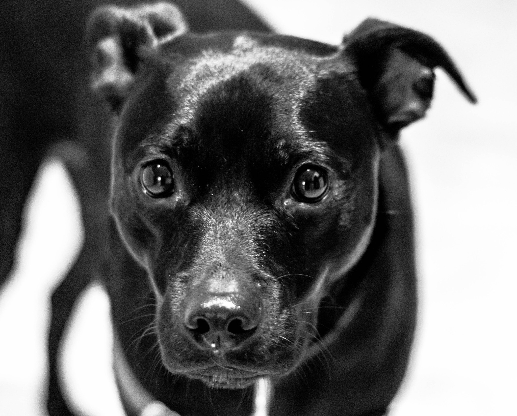Canon EOS 550D (EOS Rebel T2i / EOS Kiss X4) sample photo. Lab mix photography