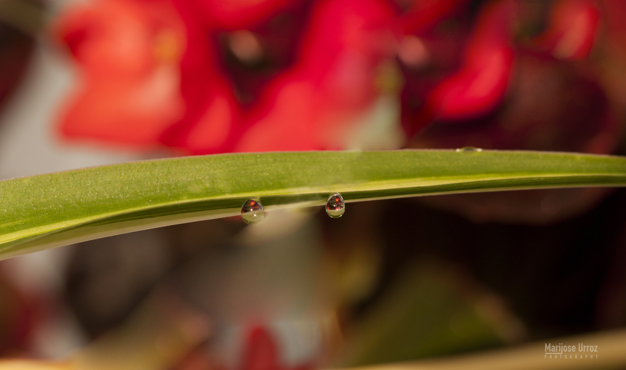 Sigma 105mm F2.8 EX DG OS HSM sample photo. Two drops photography