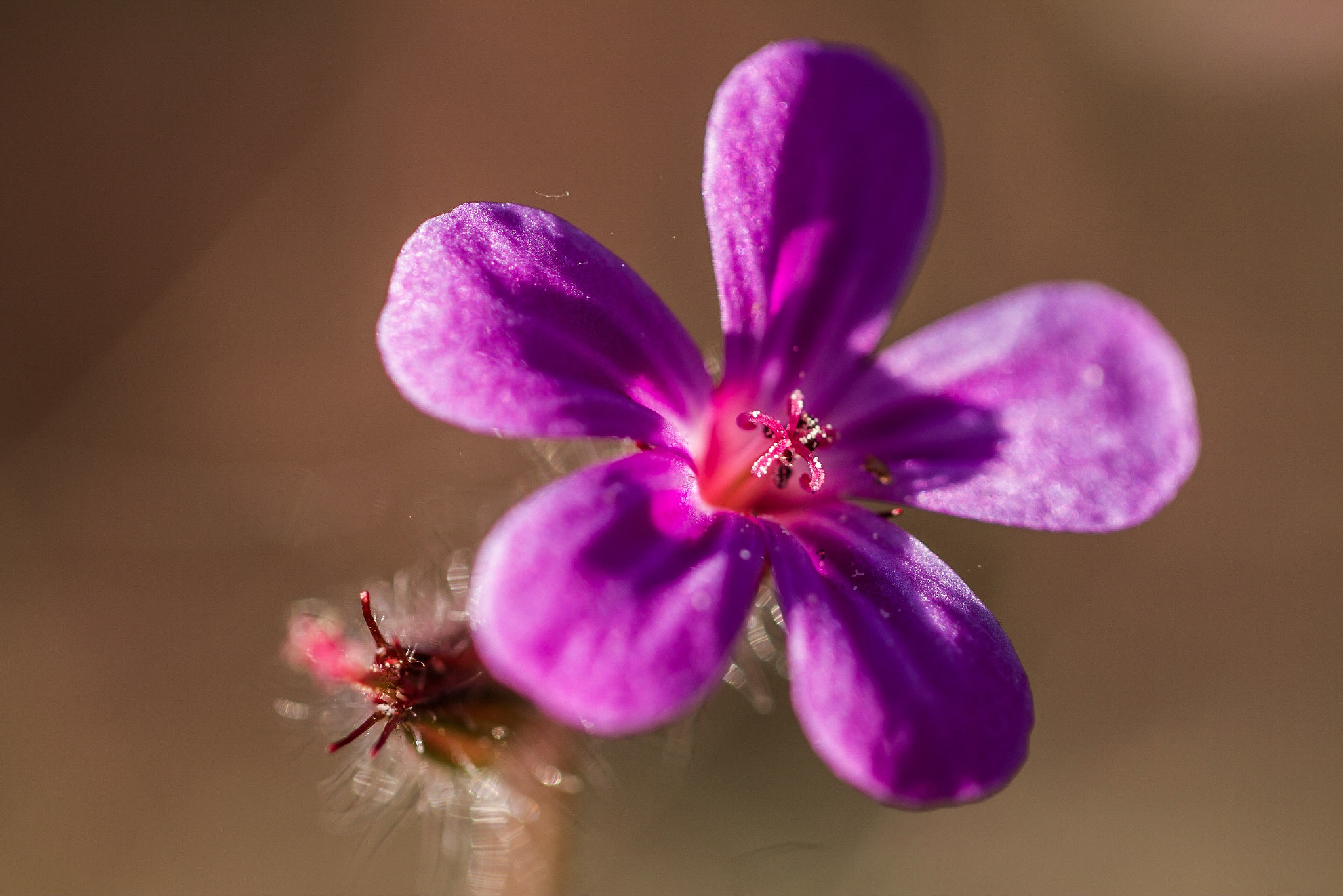 Canon EF 100mm F2.8L Macro IS USM sample photo. Summer flower photography
