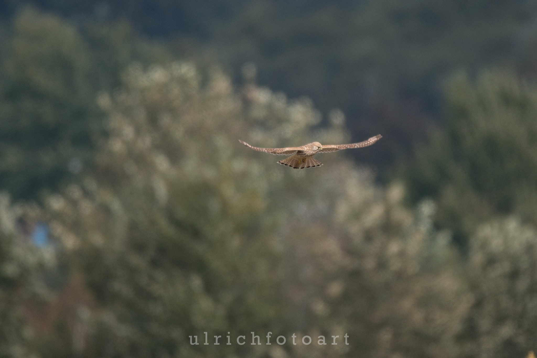 Sony a7R II + Sony DT 50mm F1.8 SAM sample photo. Wo iat die maus photography