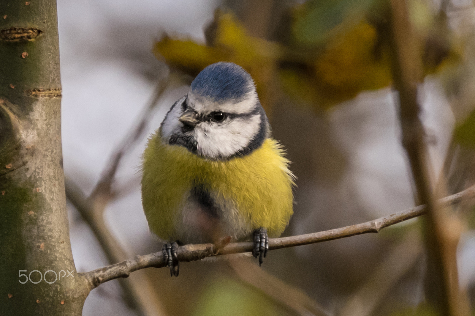 Fujifilm XF 100-400mm F4.5-5.6 R LM OIS WR sample photo. Dscf photography