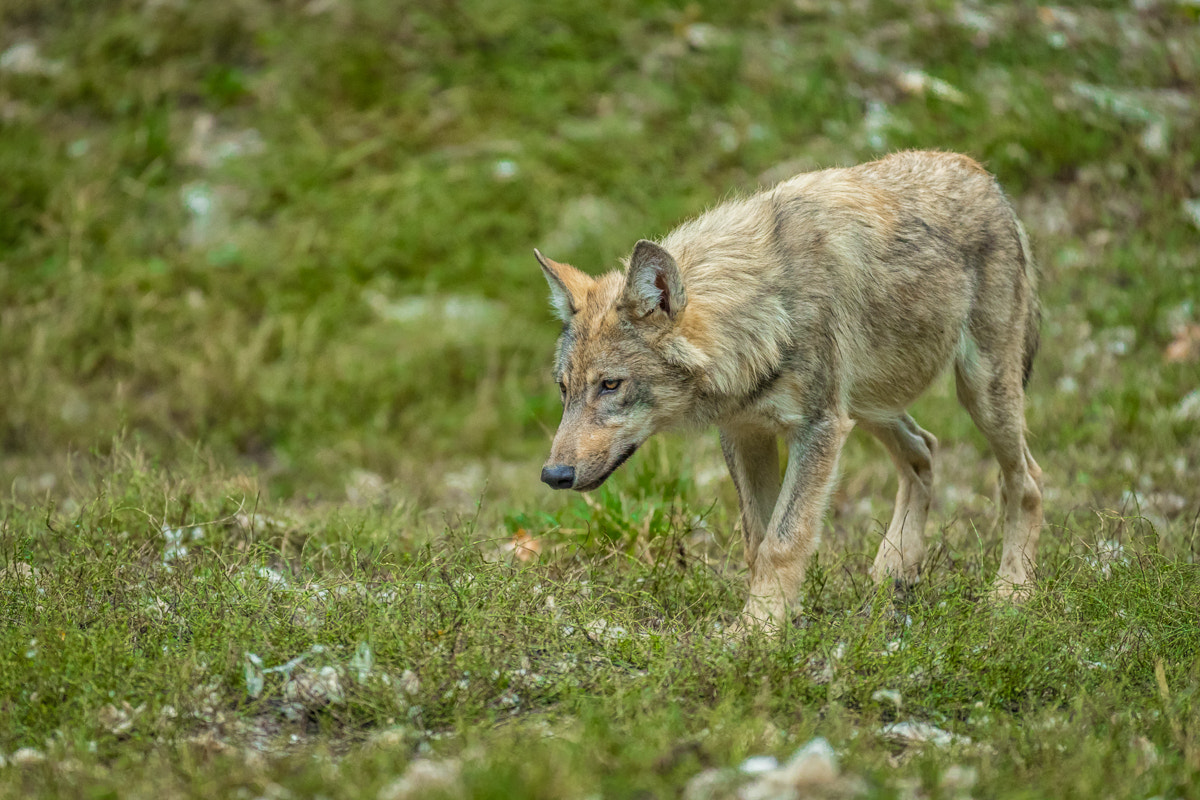 Canon EF 200-400mm F4L IS USM Extender 1.4x sample photo. Young wolf photography