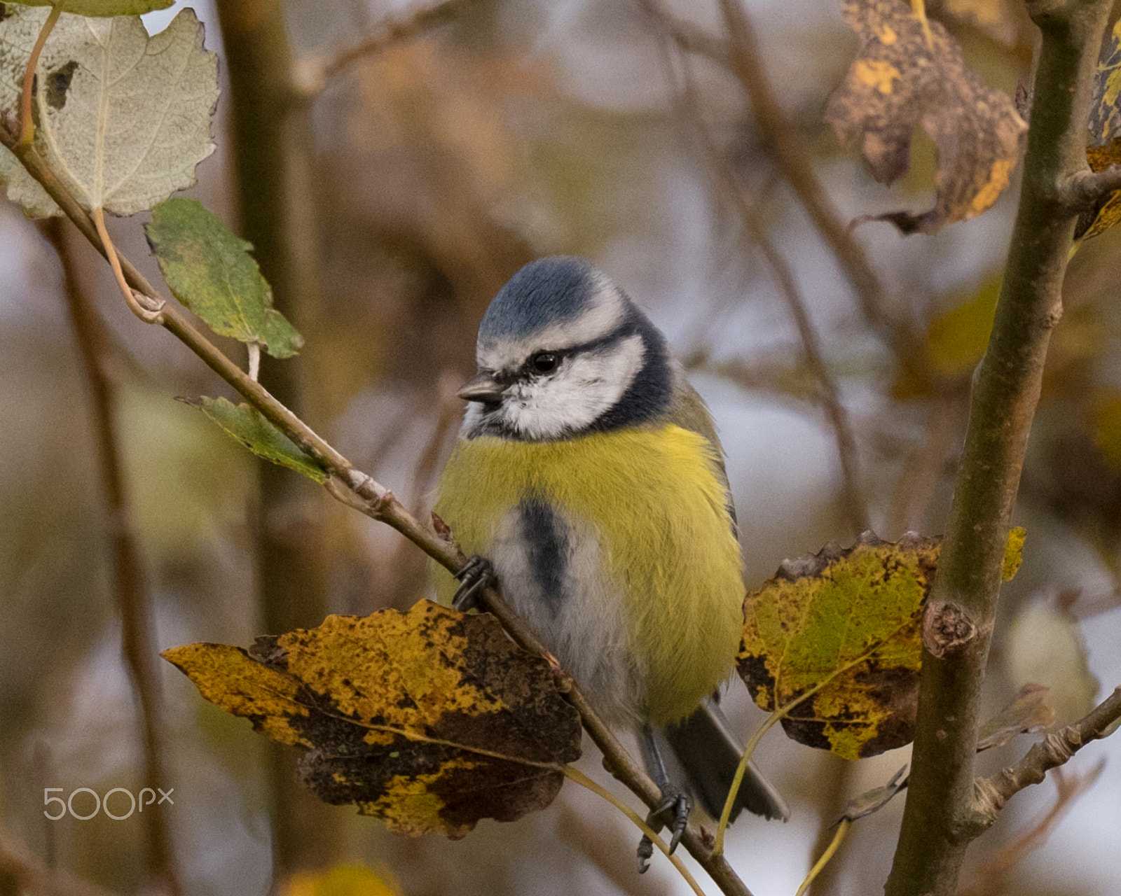 Fujifilm XF 100-400mm F4.5-5.6 R LM OIS WR sample photo. Dscf photography
