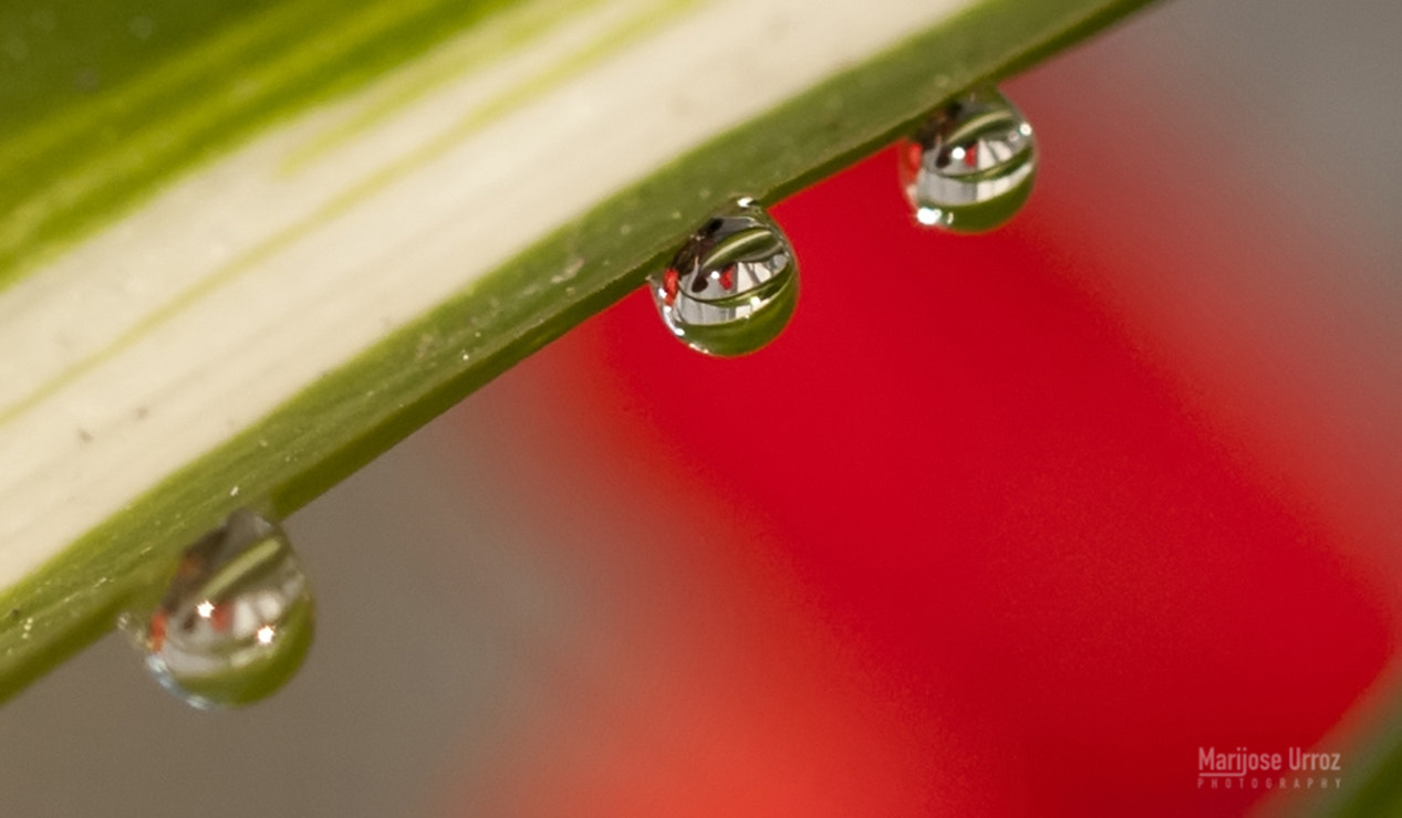 Sigma 105mm F2.8 EX DG OS HSM sample photo. Drops photography