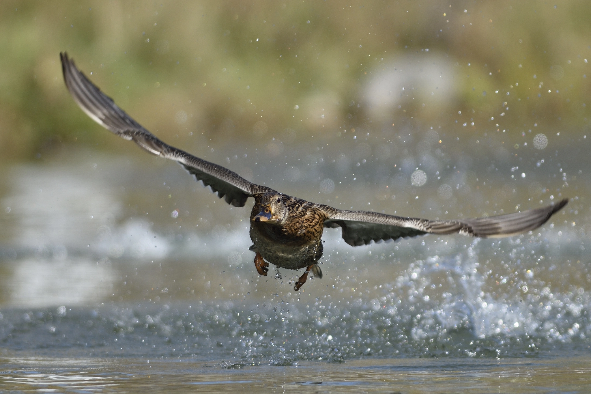 Nikon D7200 + Nikon AF-S Nikkor 300mm F2.8G ED-IF VR sample photo. Facing flight photography