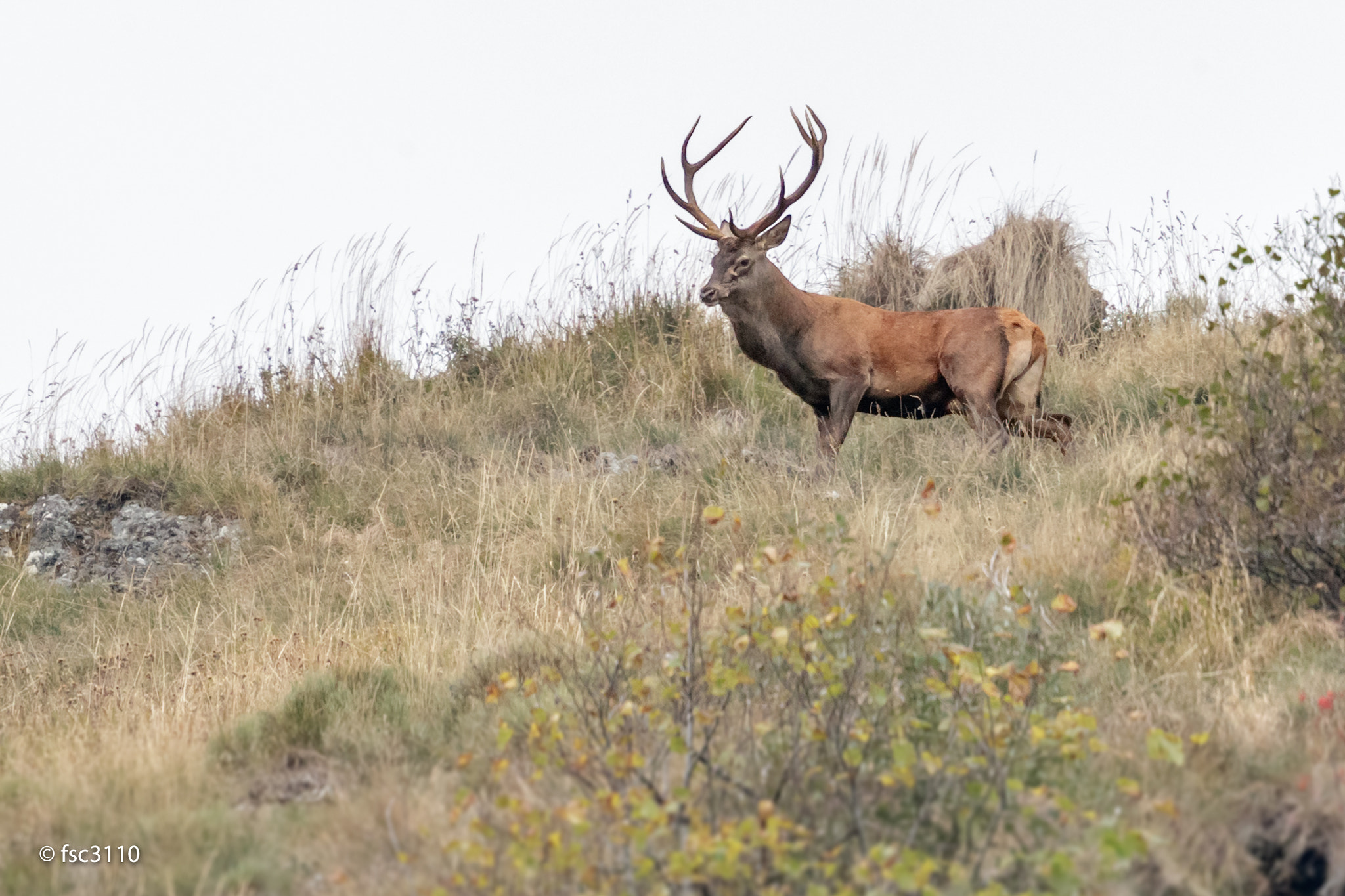 Canon EOS-1D X Mark II + Canon EF 500mm F4L IS II USM sample photo. Deer photography