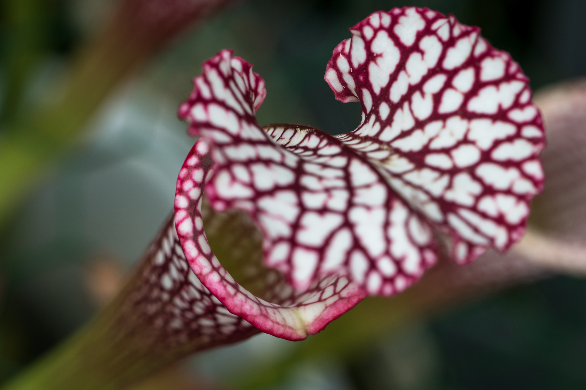 Nikon AF-S DX Micro-Nikkor 85mm F3.5G ED VR sample photo. Pitcher plant photography