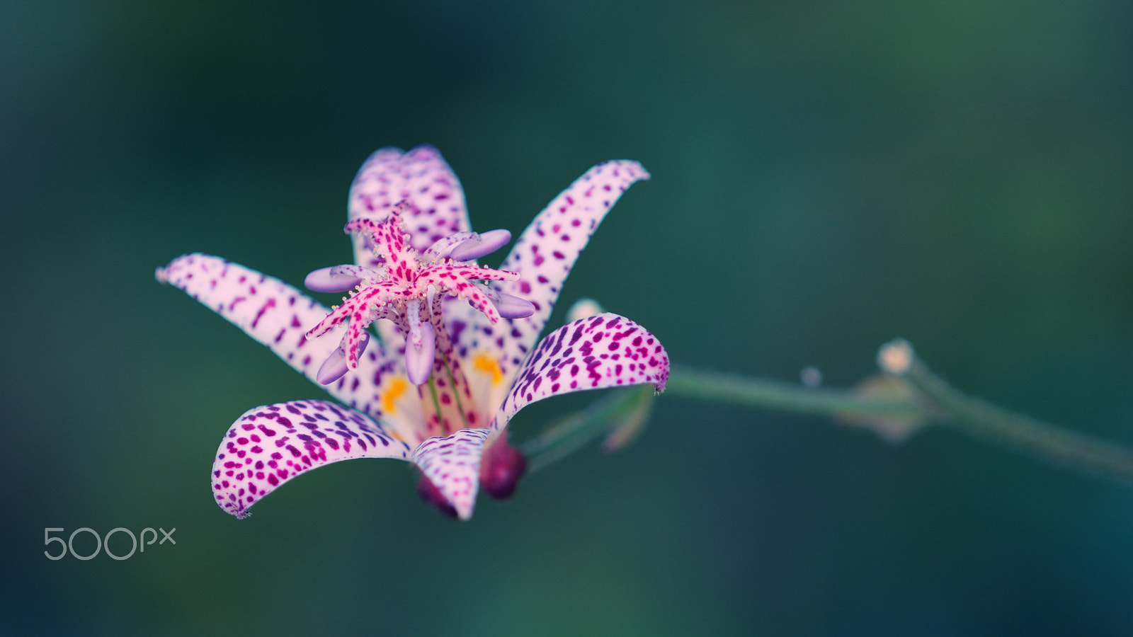 Nikon D7100 + Nikon AF Micro-Nikkor 200mm F4D ED-IF sample photo. Hairy toad lily photography