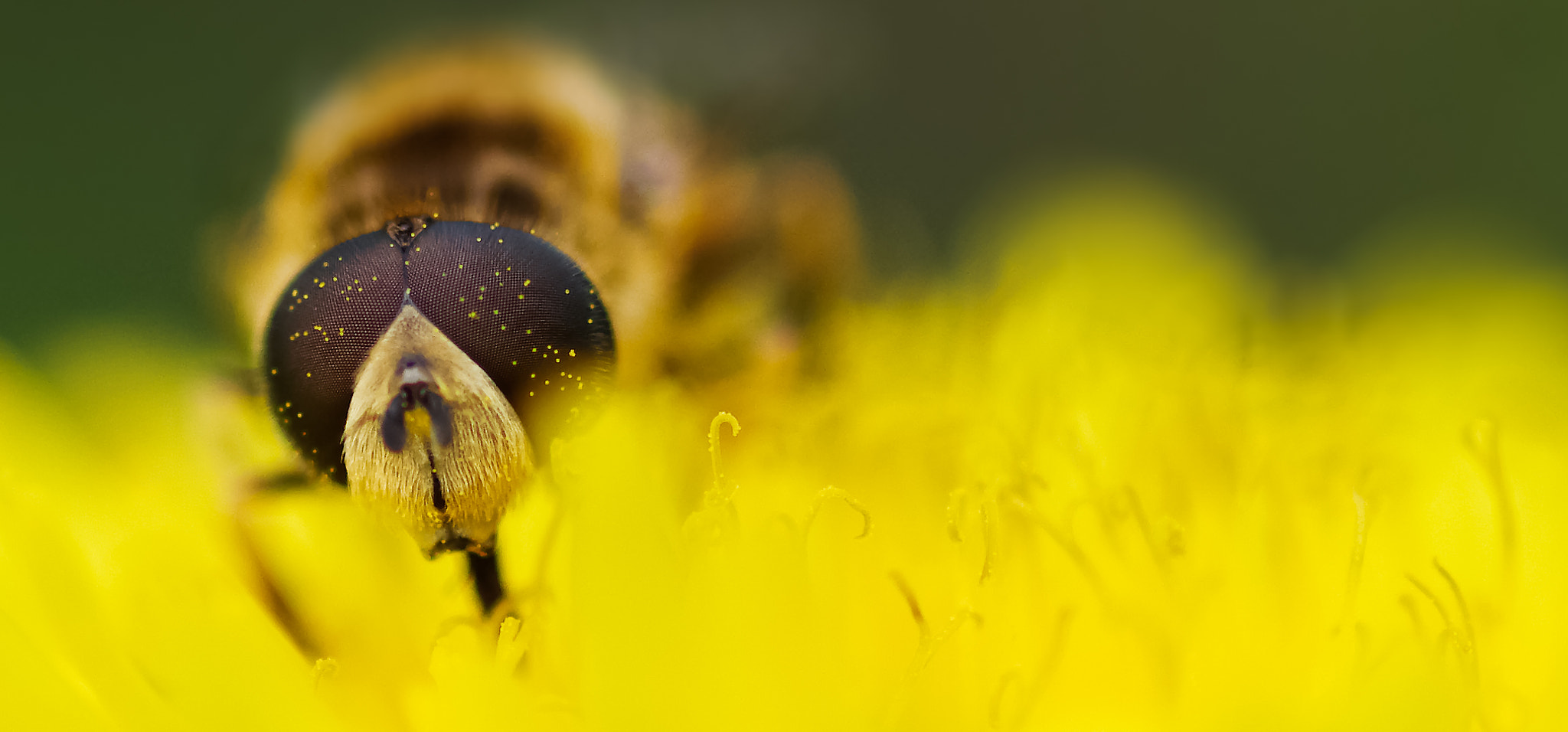 Pentax smc D-FA 100mm F2.8 Macro WR sample photo. Bee stuck on honey photography