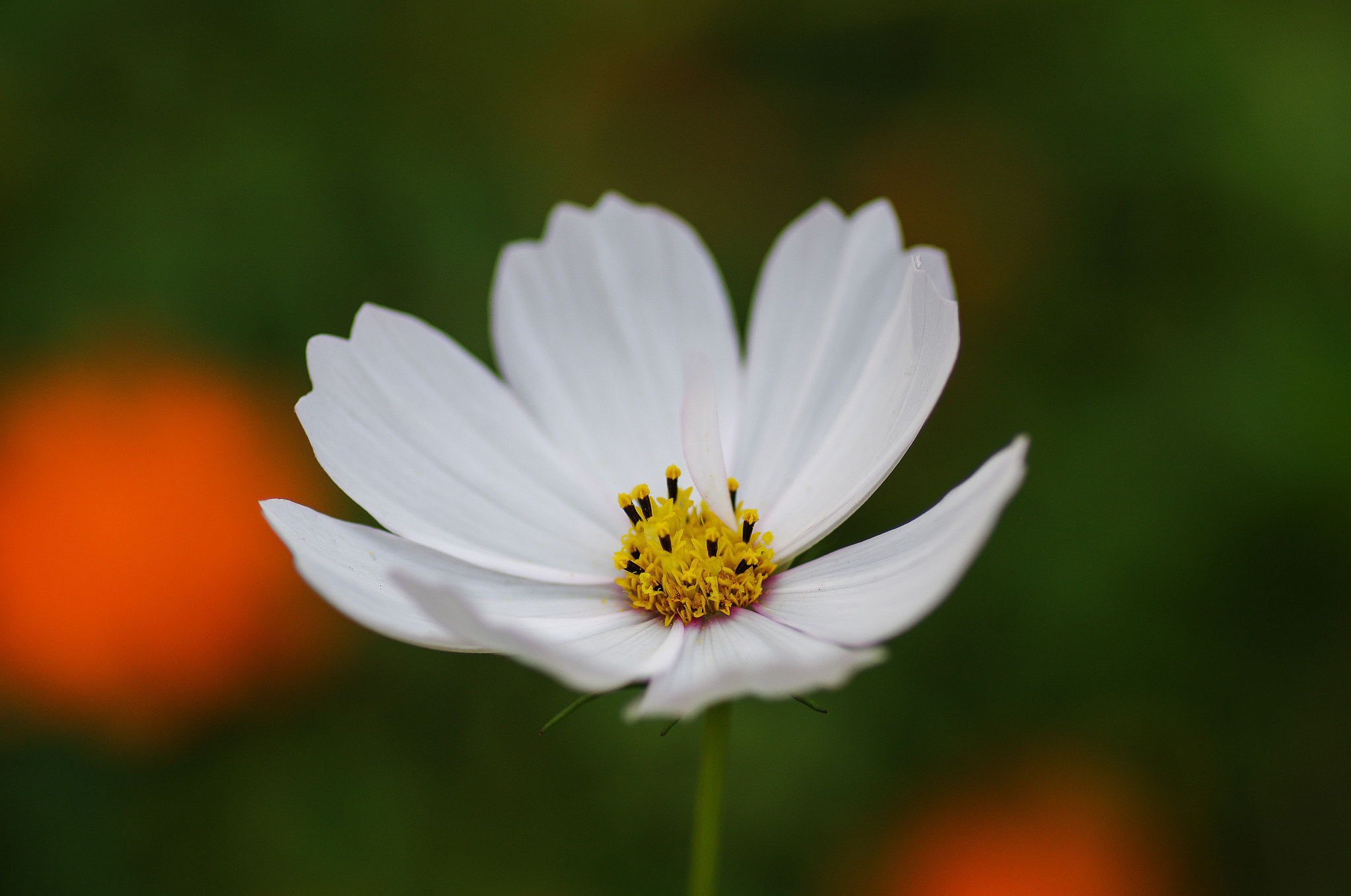 Pentax smc D-FA 100mm F2.8 Macro WR sample photo. White cosmos photography
