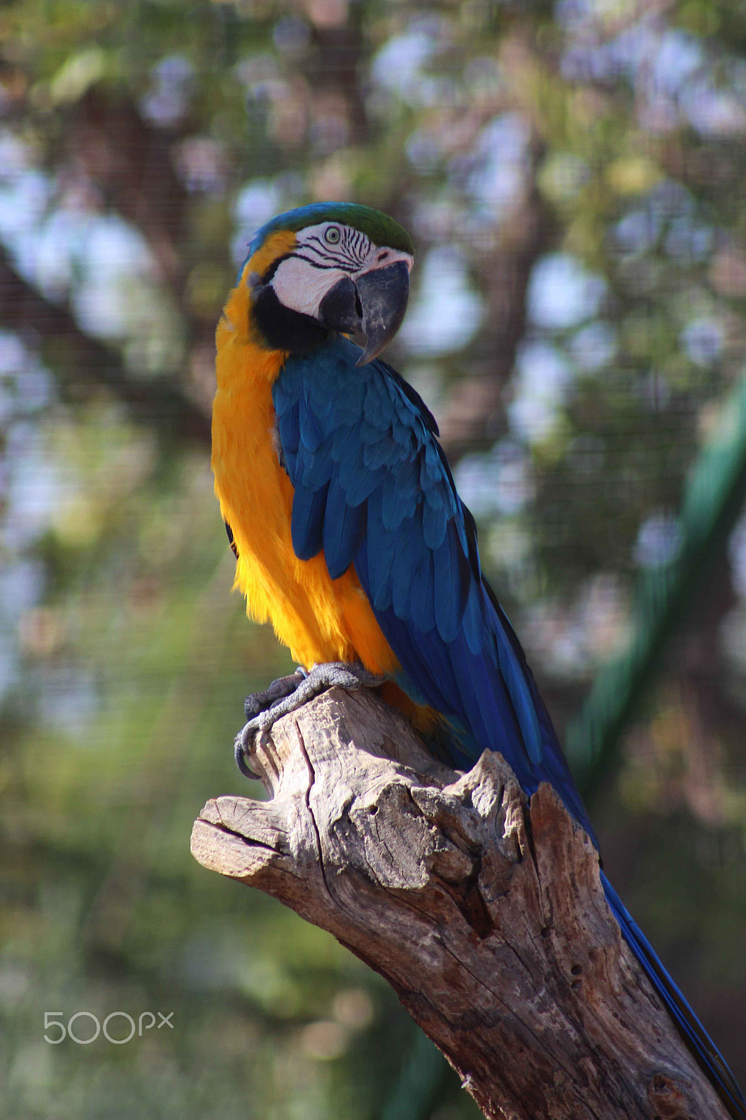 Canon EF 75-300mm f/4-5.6 USM sample photo. Parrot! photography