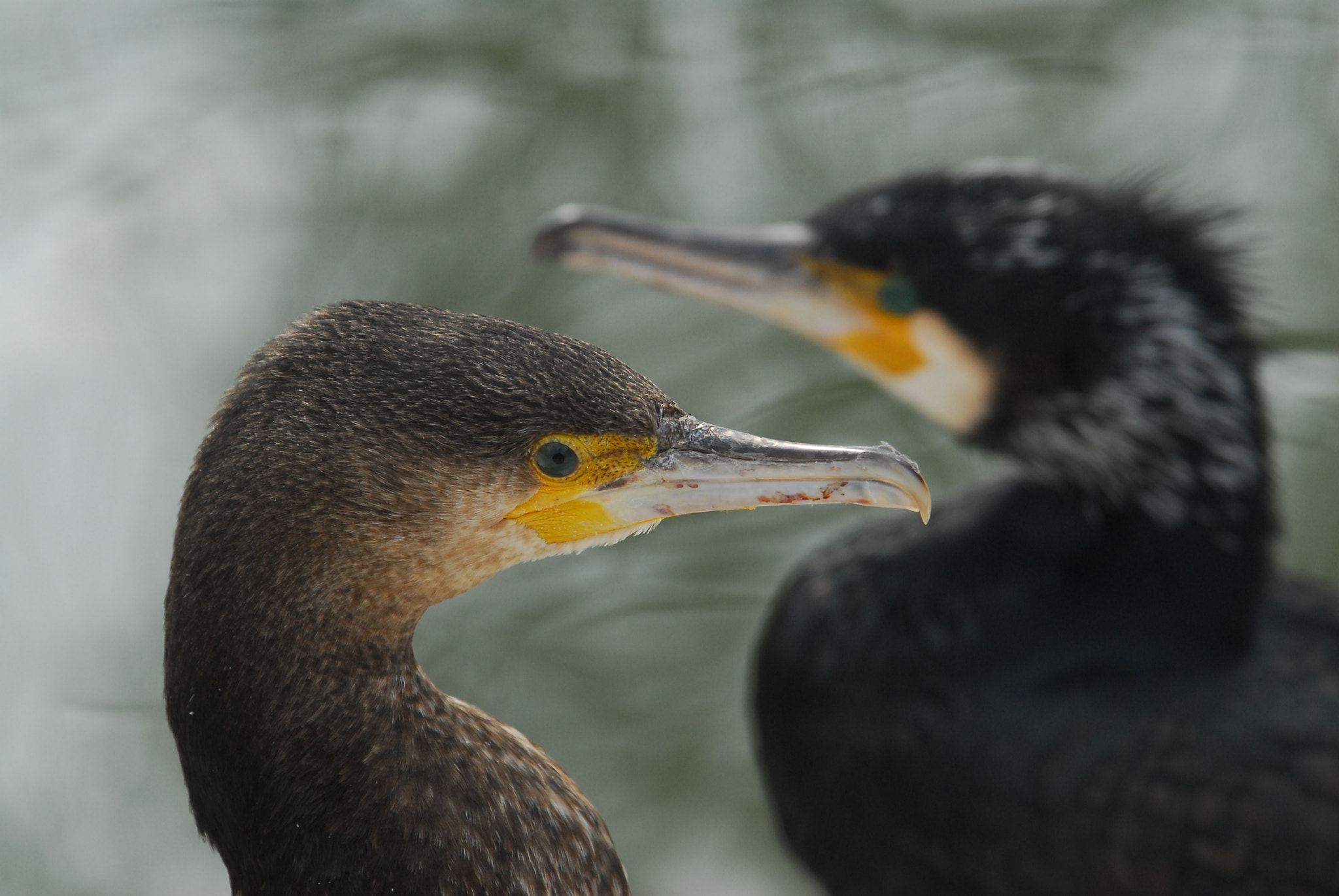 Nikon D200 sample photo. Birds photography