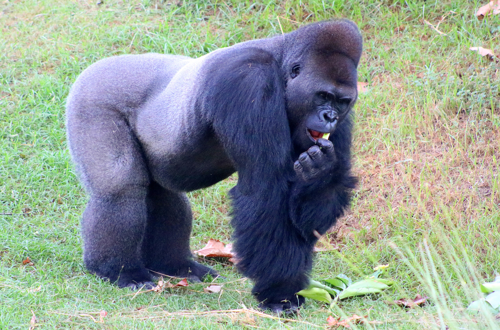 Canon EF 75-300mm f/4-5.6 USM sample photo. Gorilla 7922 photography
