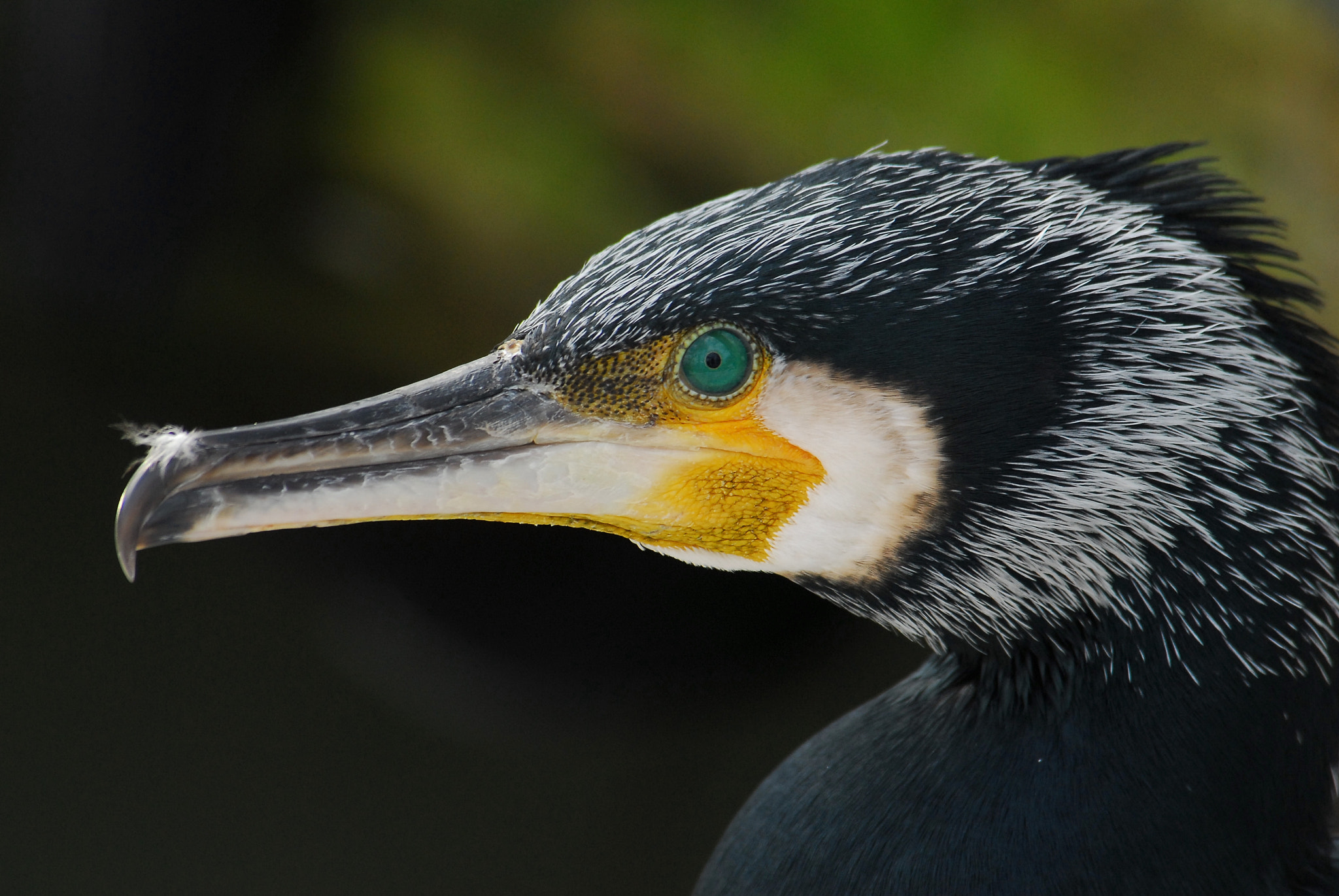 Nikon D200 sample photo. Birds photography