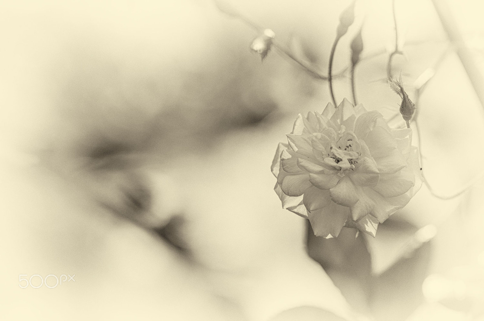 Sigma 105mm F2.8 EX DG OS HSM sample photo. Antique photography