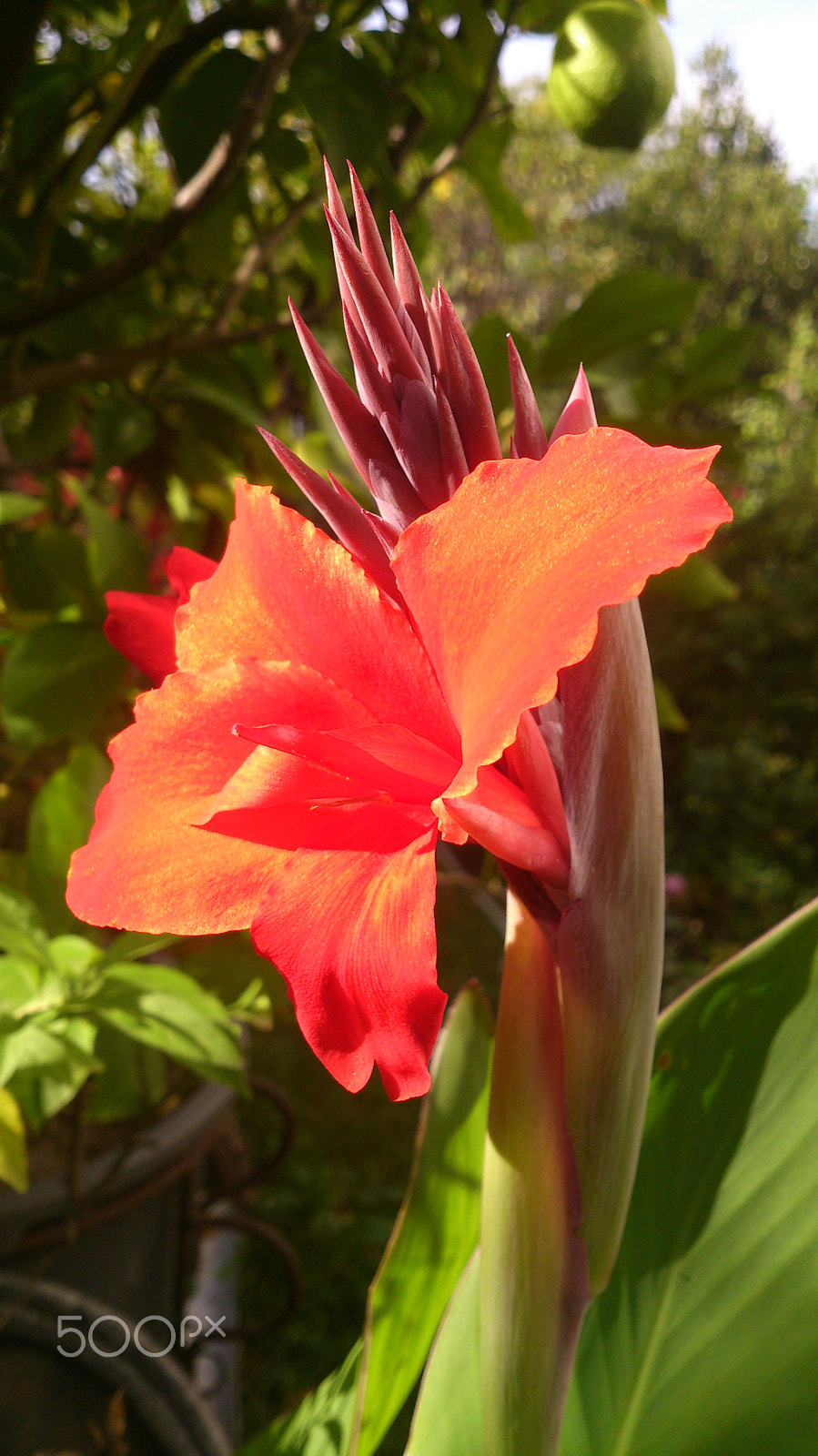 Sony Xperia T sample photo. Like a flame photography