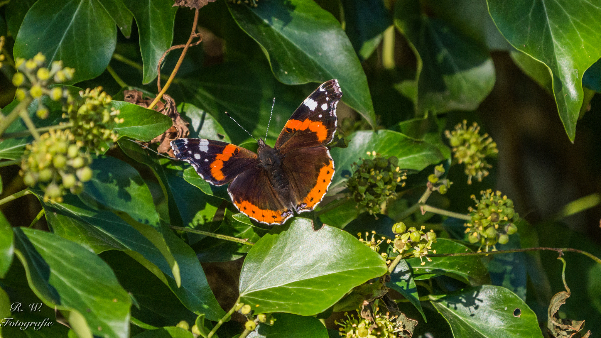 Panasonic Lumix DMC-GH3 sample photo. Butterfly photography