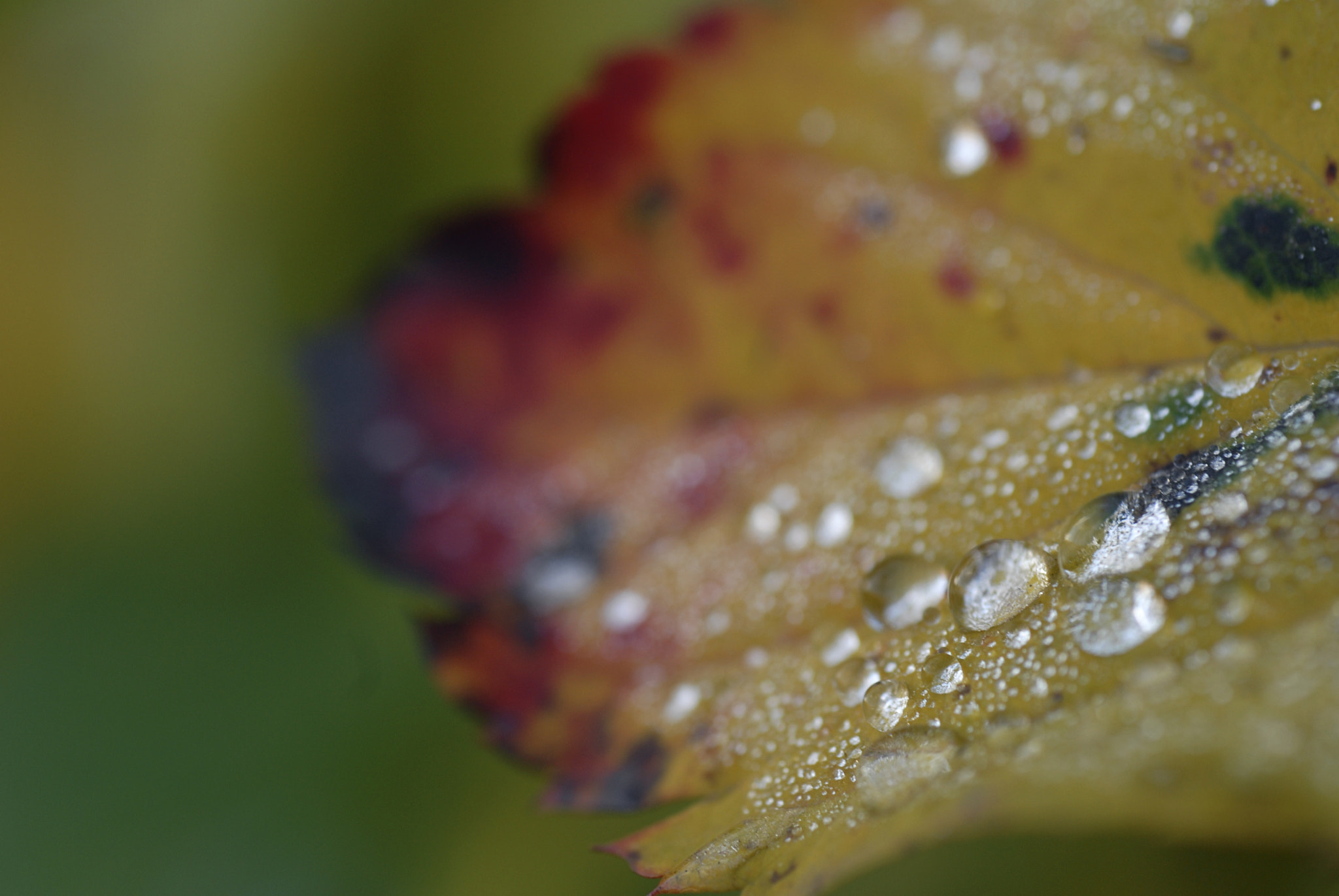 Nikon D200 + AF Micro-Nikkor 60mm f/2.8 sample photo. Autumn colors photography