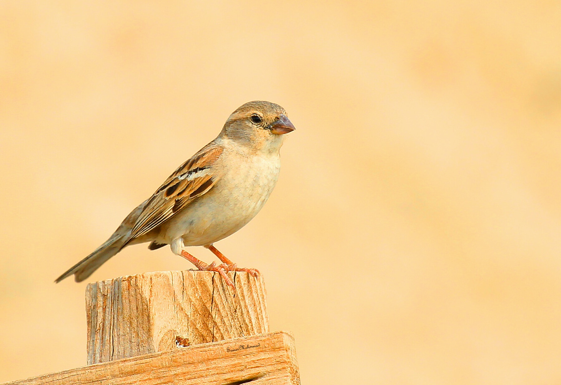 Canon EF 100-400mm F4.5-5.6L IS USM sample photo