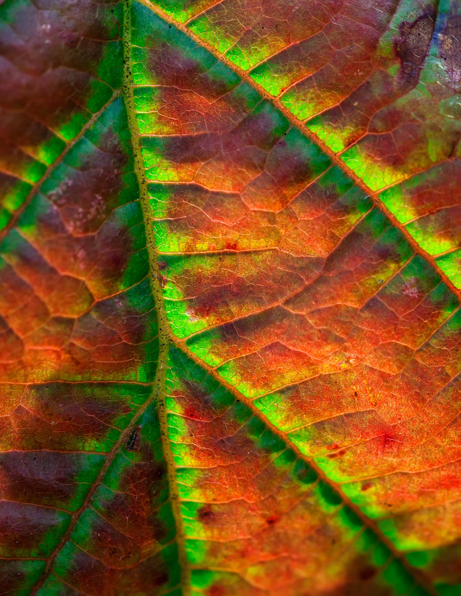 Sigma APO Macro 150mm f/2.8 EX DG HSM sample photo. Autumn is coming photography