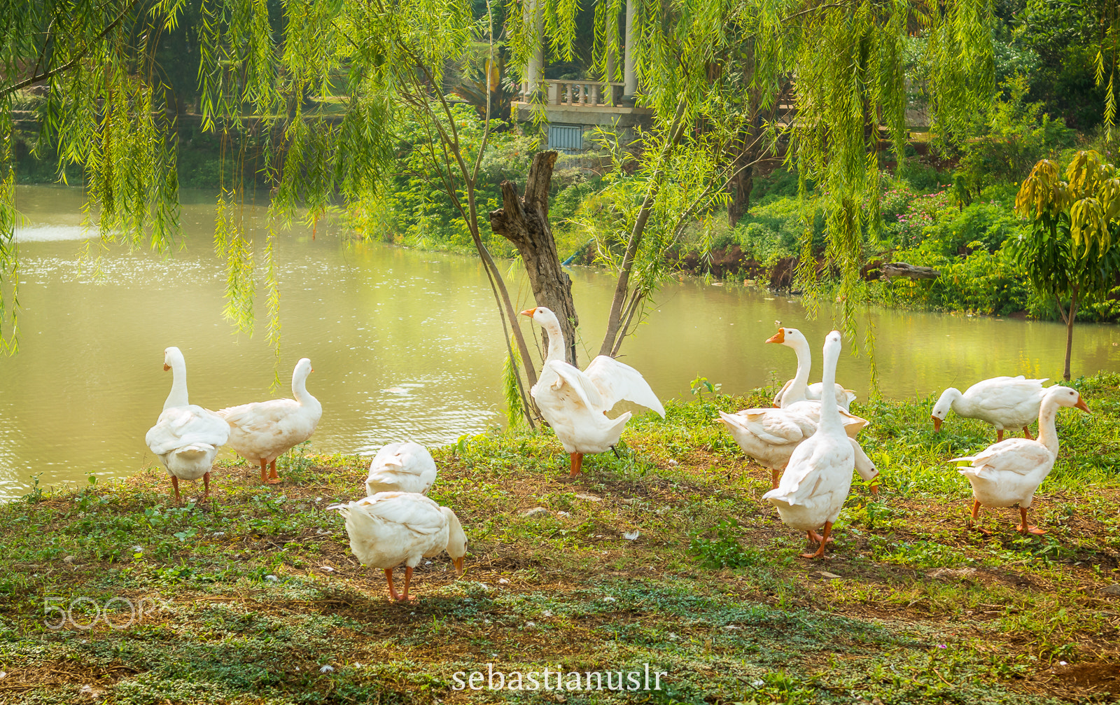 Samsung NX1000 + Samsung NX 20-50mm F3.5-5.6 ED sample photo. Ducks photography