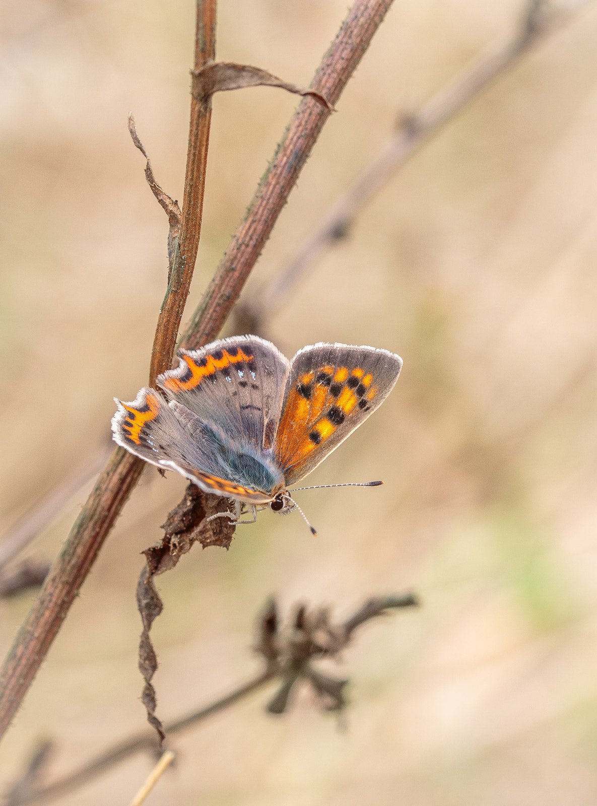 Canon EOS 6D + Canon EF 100mm F2.8L Macro IS USM sample photo. Lycaena phlaeas photography