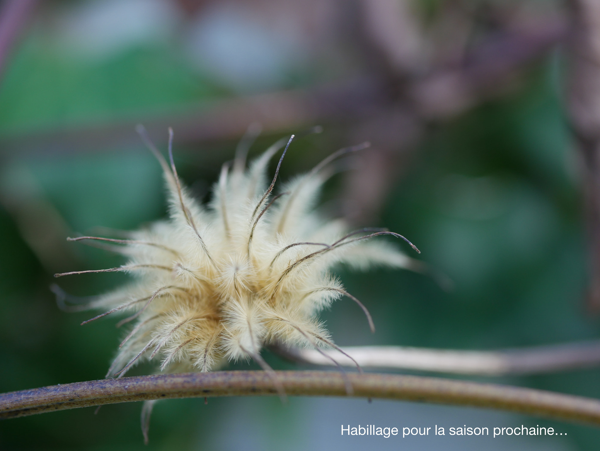 Panasonic DMC-G70 + Panasonic Lumix G Macro 30mm F2.8 ASPH Mega OIS sample photo. Plumage, habillage... photography