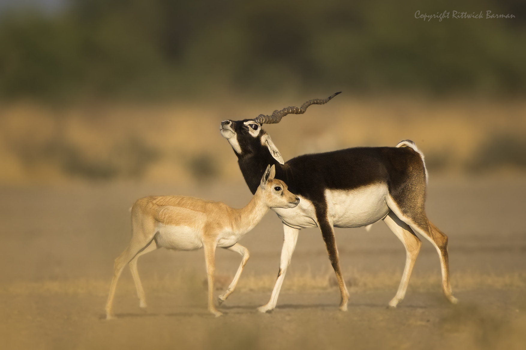 Canon EOS-1D X + Canon EF 500mm F4L IS II USM sample photo. Embrace photography