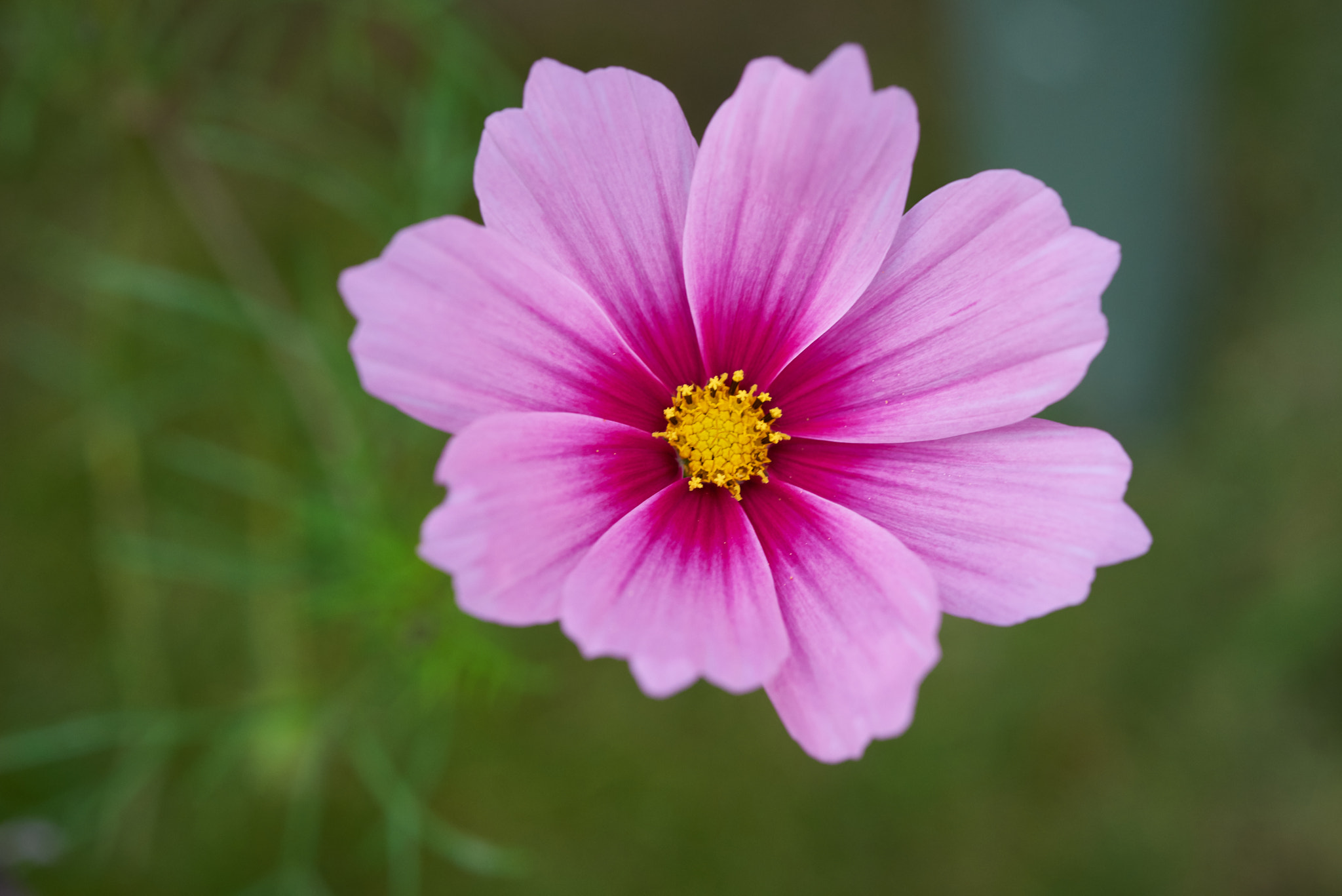 Nikon D800 + Nikon AF-S Micro-Nikkor 60mm F2.8G ED sample photo. Purple beauty photography