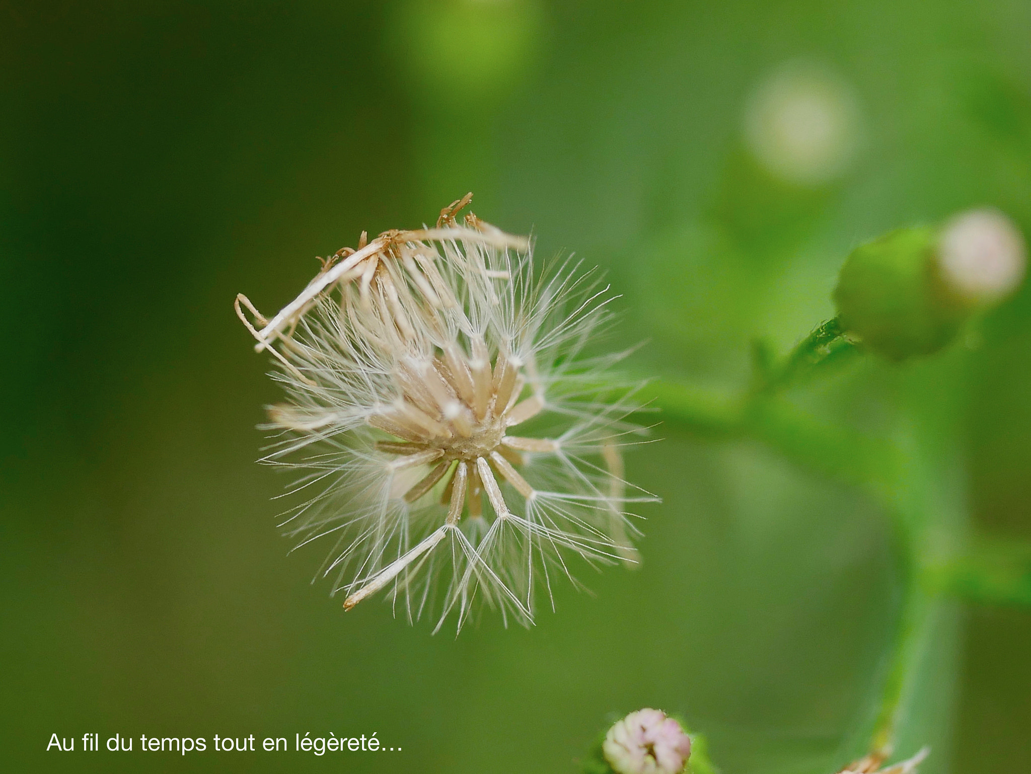 Panasonic Lumix G Macro 30mm F2.8 ASPH Mega OIS sample photo. Au fil du temps, tout en légèreté! photography