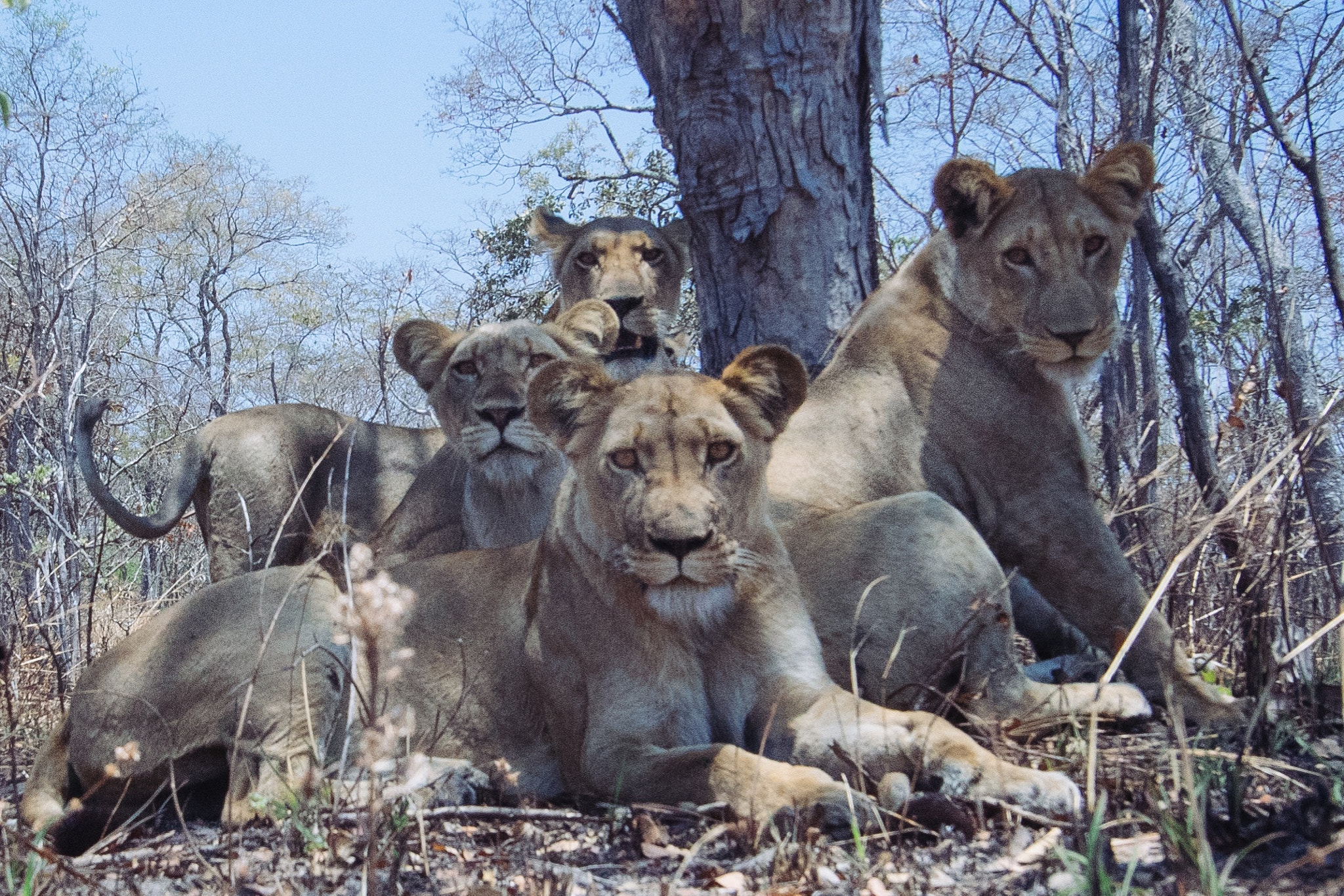Nikon D500 sample photo. Pride. lionesses lay together by a water hole in t ... photography