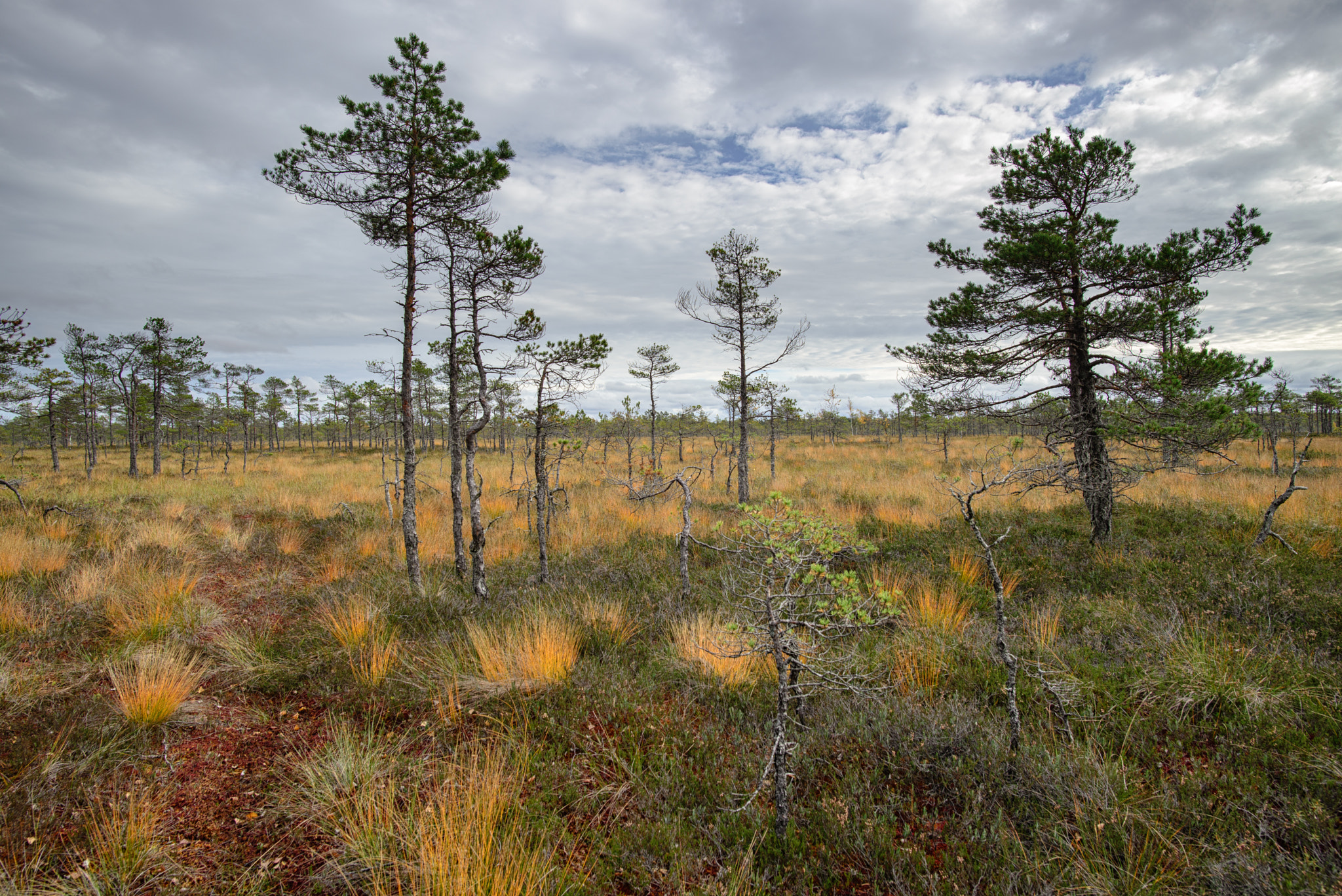 Nikon D600 + Nikon AF-S Nikkor 20mm F1.8G ED sample photo. Colors of sooma swamp photography