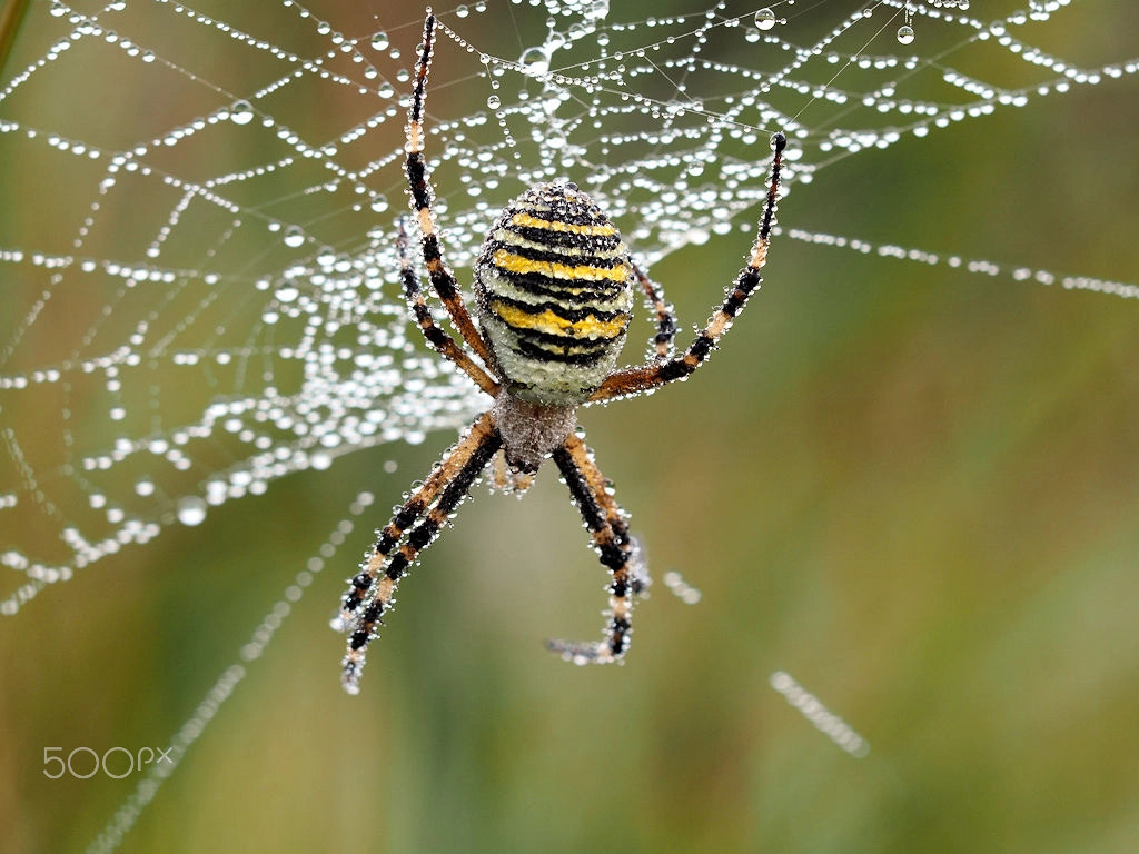 Olympus OM-D E-M5 II + Sigma 150mm F2.8 EX DG Macro HSM sample photo. Wasp spider photography