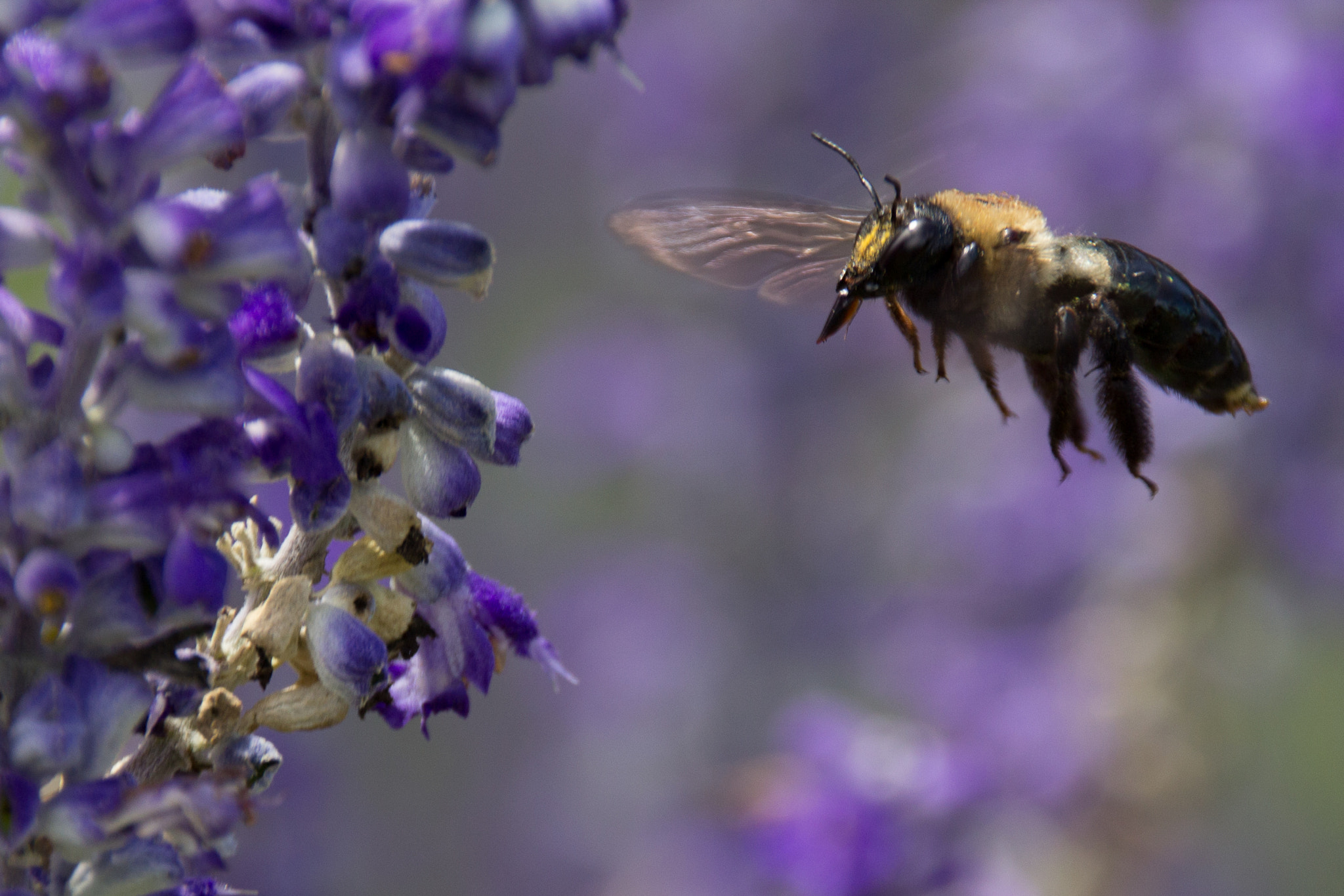Sigma 18-250mm F3.5-6.3 DC OS HSM sample photo. Spoilt for choice photography