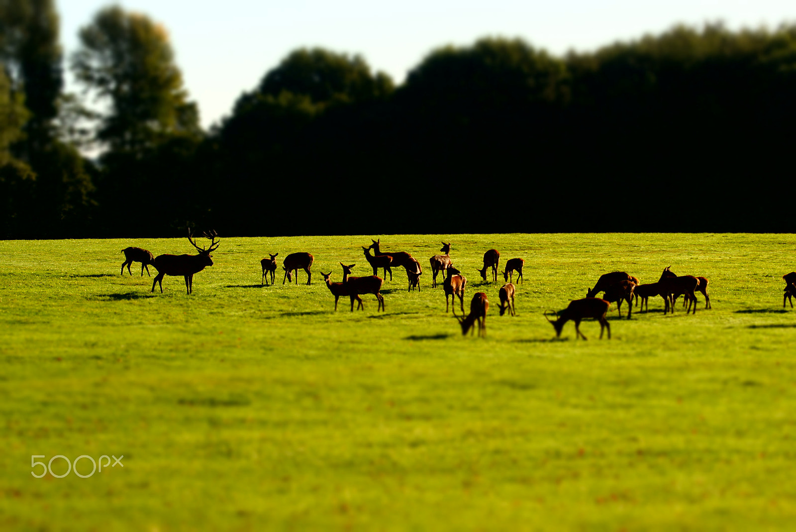 Sony 75-300mm F4.5-5.6 sample photo. Stag and harem photography