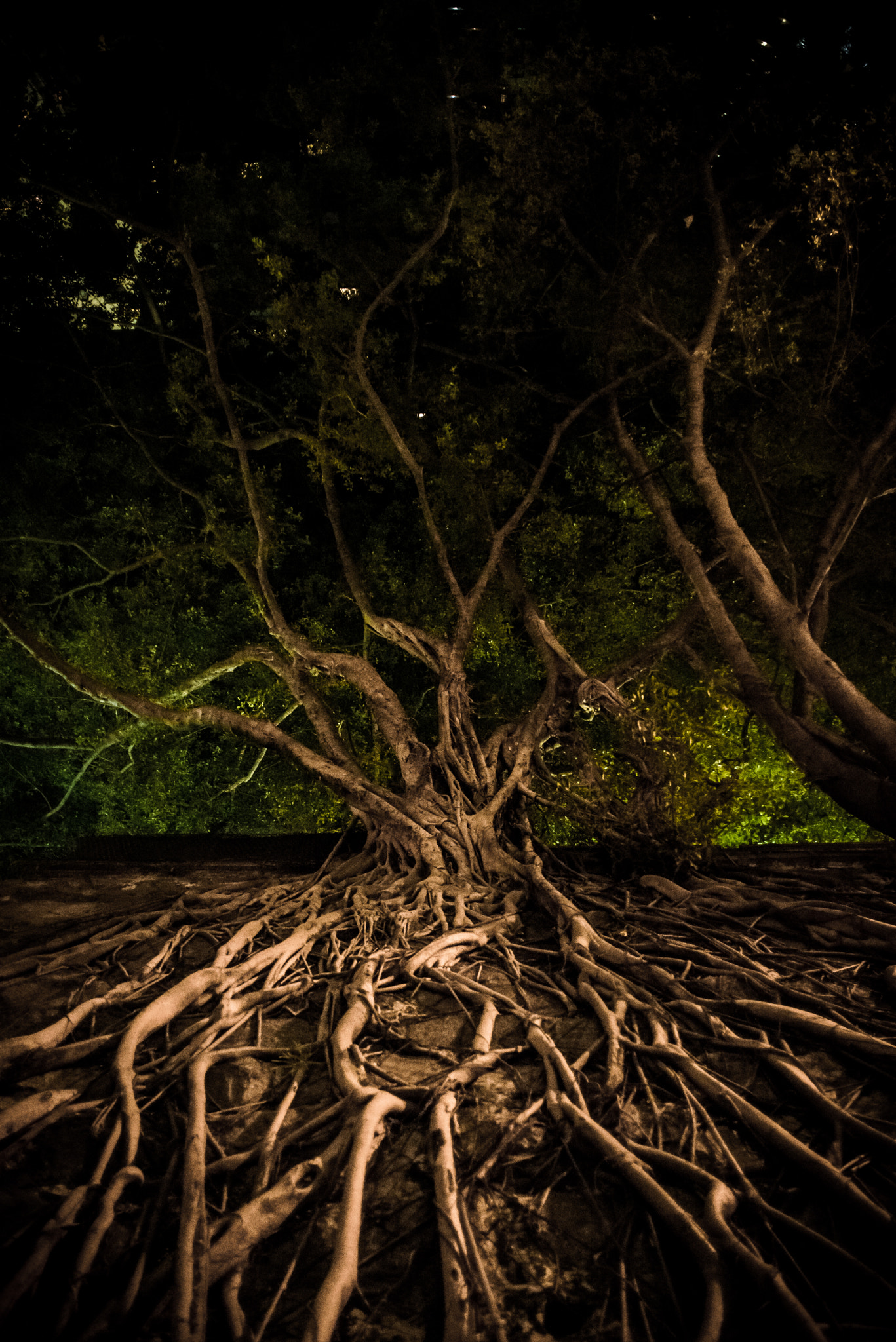 Nikon D610 + Nikon AF Nikkor 20mm F2.8D sample photo. Tree vs wall photography