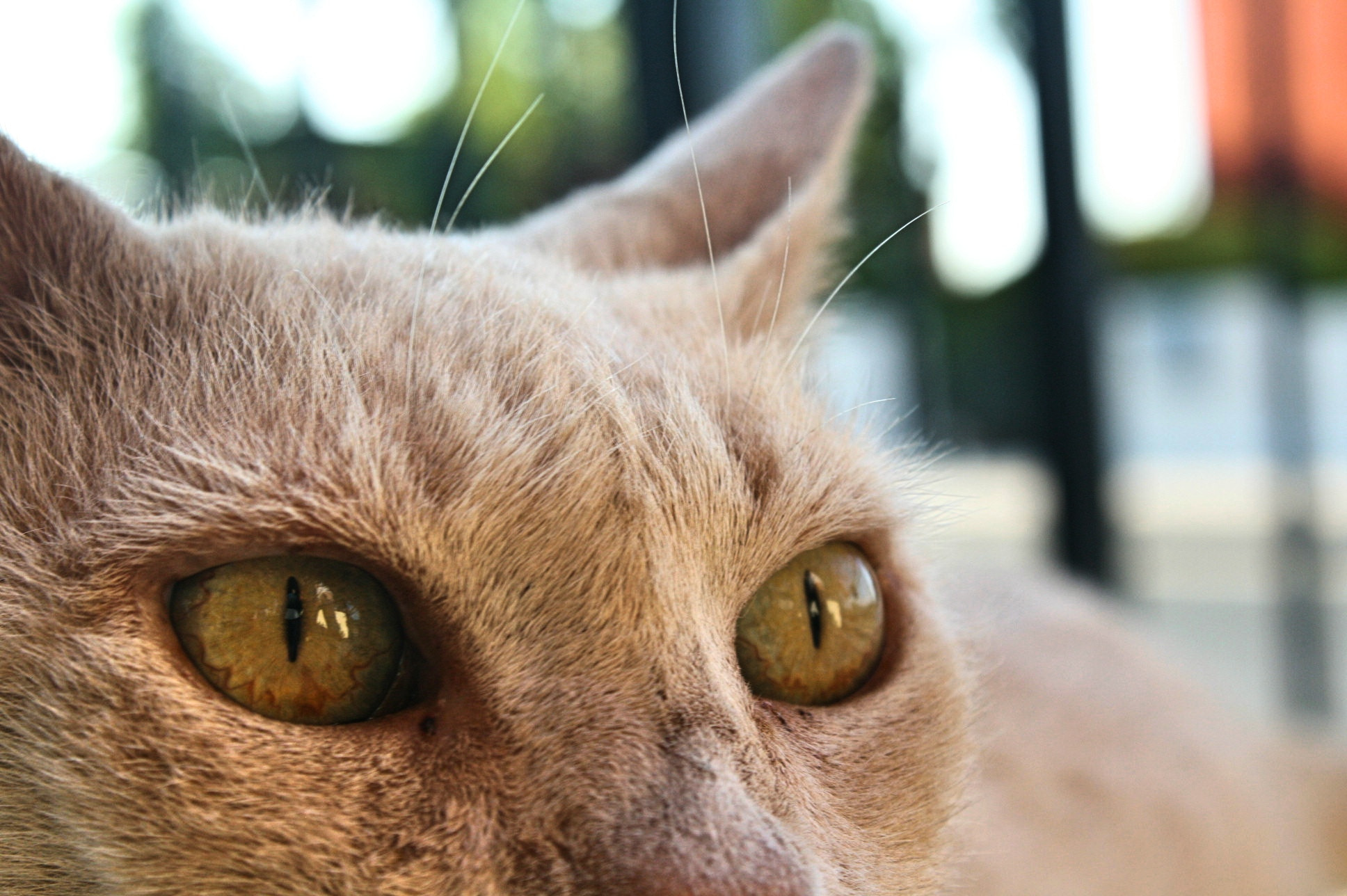 Canon EOS 400D (EOS Digital Rebel XTi / EOS Kiss Digital X) sample photo. What's on a cat's mind. photography