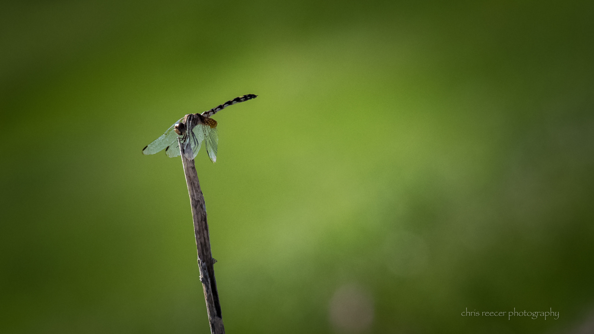 Nikon D500 sample photo. Dragonfly photography