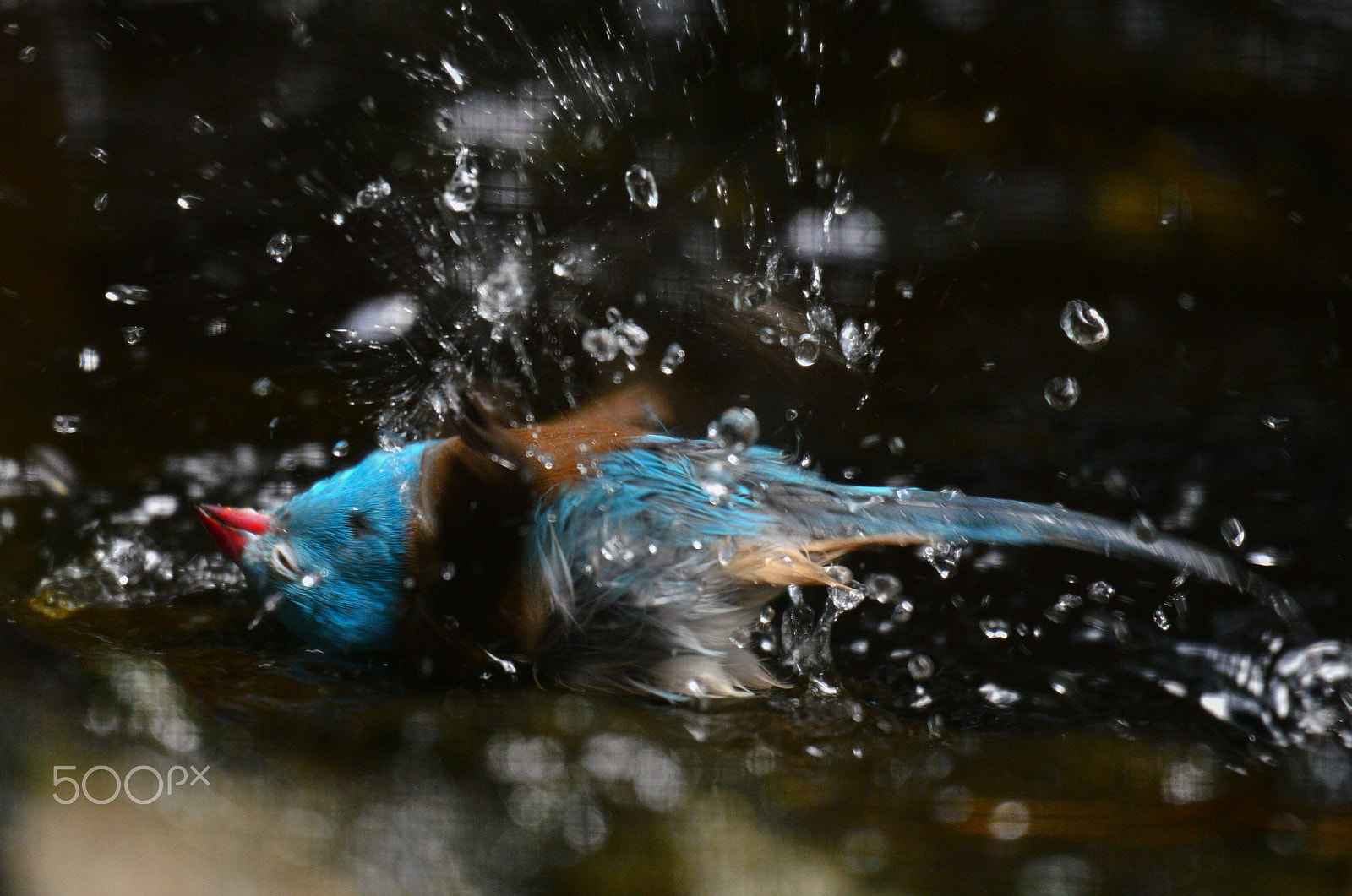 Sigma 50-500mm F4.5-6.3 DG OS HSM sample photo. Splish splash photography