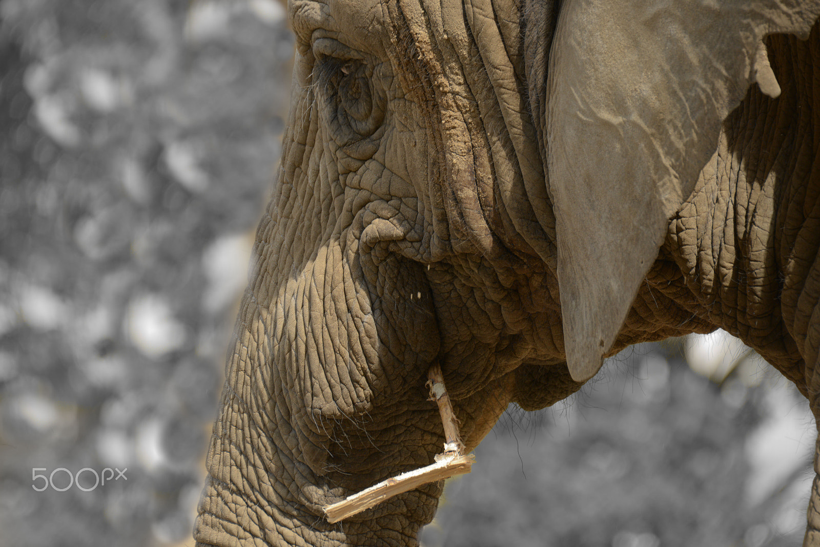 Nikon D800 sample photo. Mwana - elephantlady photography